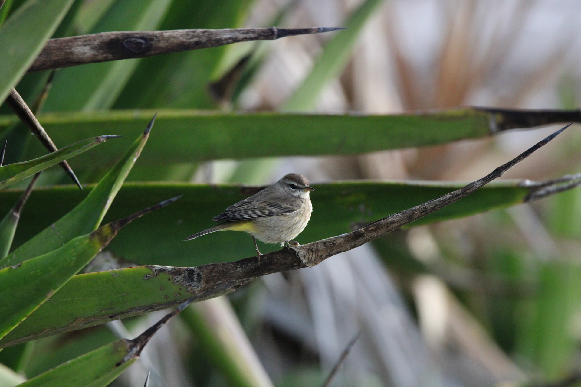 Palm Warbler