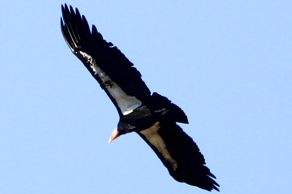 California Condor - Pinnacles National Park
