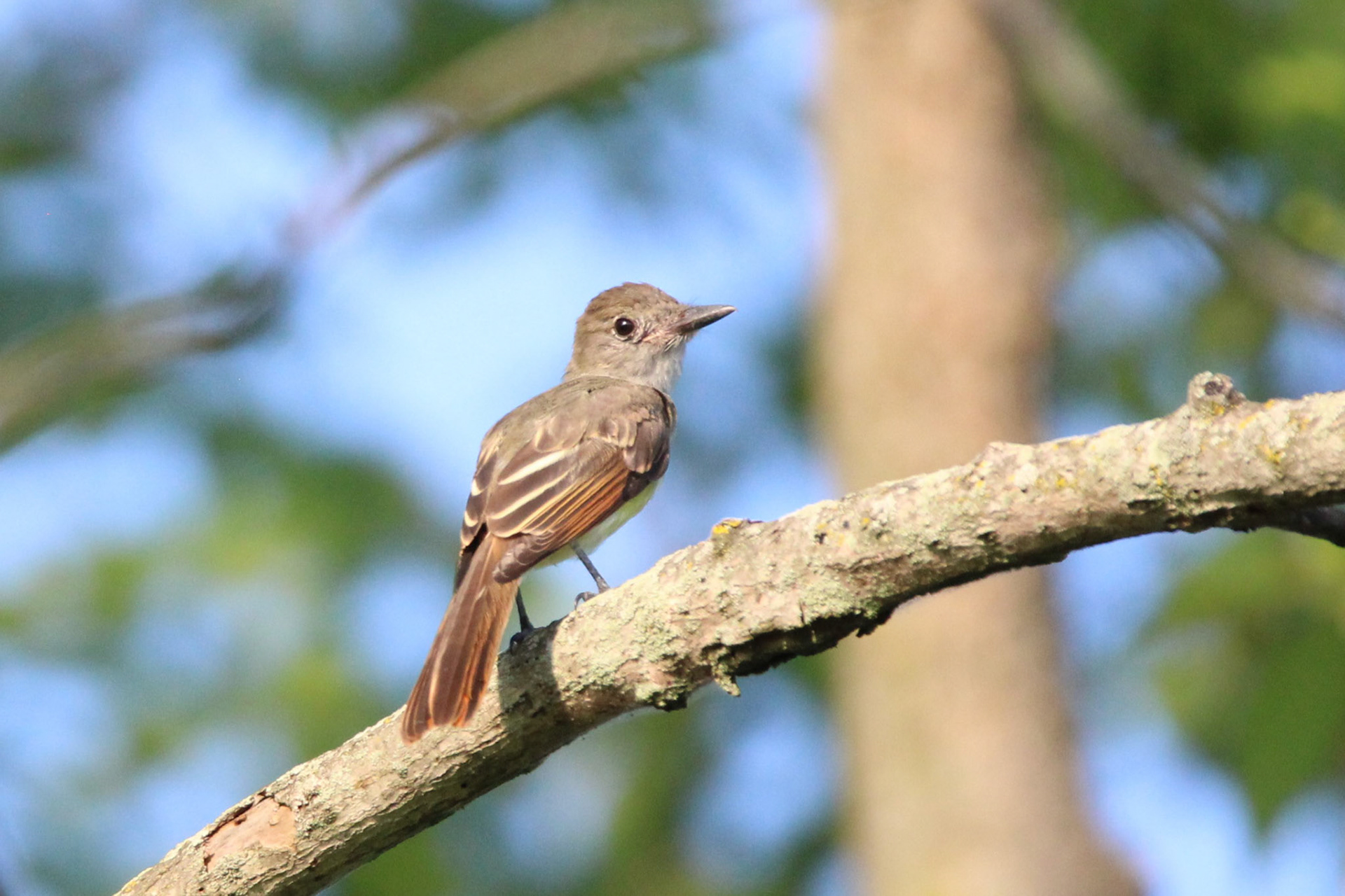 Great-crested Flycatcher
