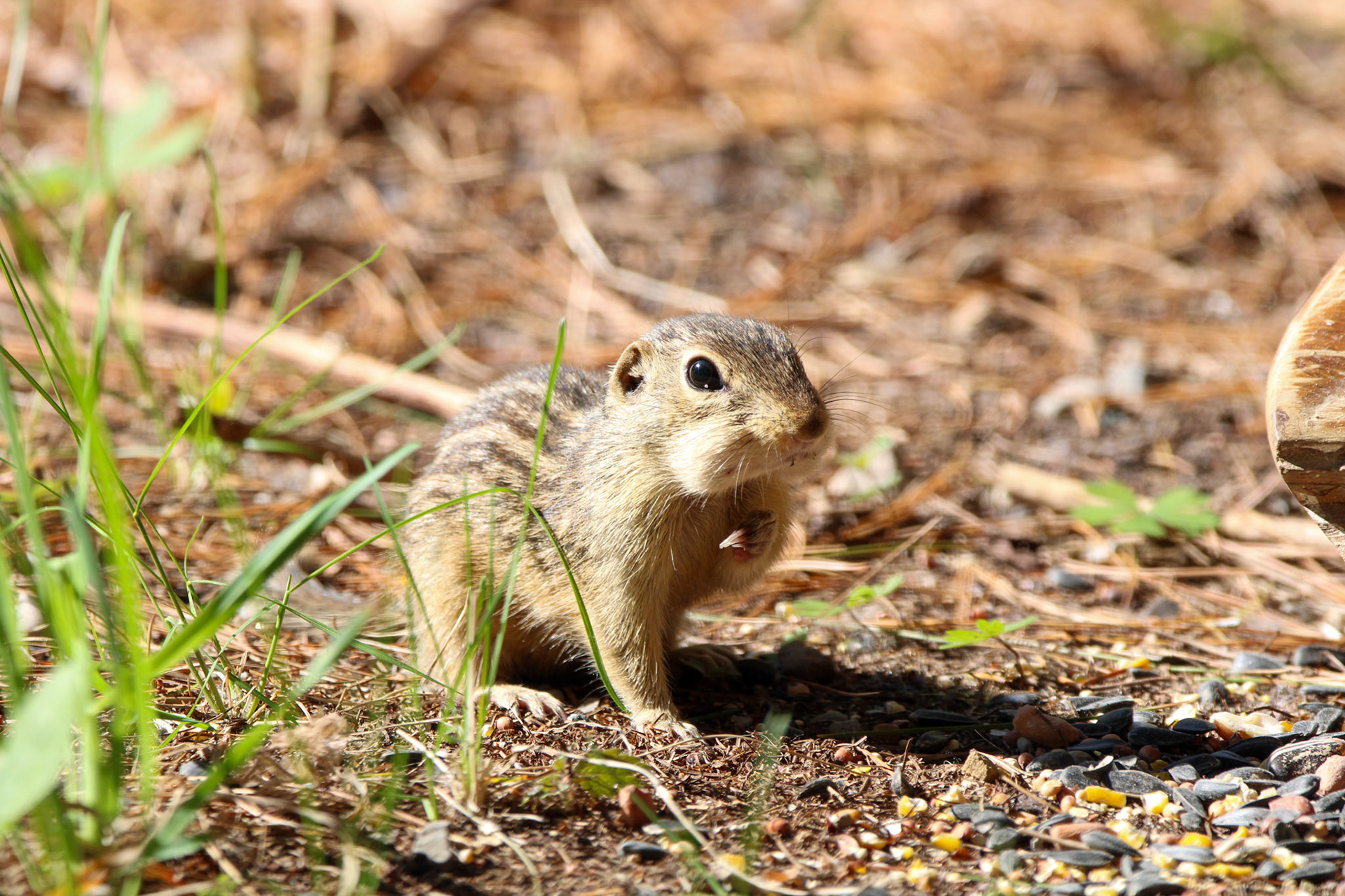 13-Lined Ground Squirrel