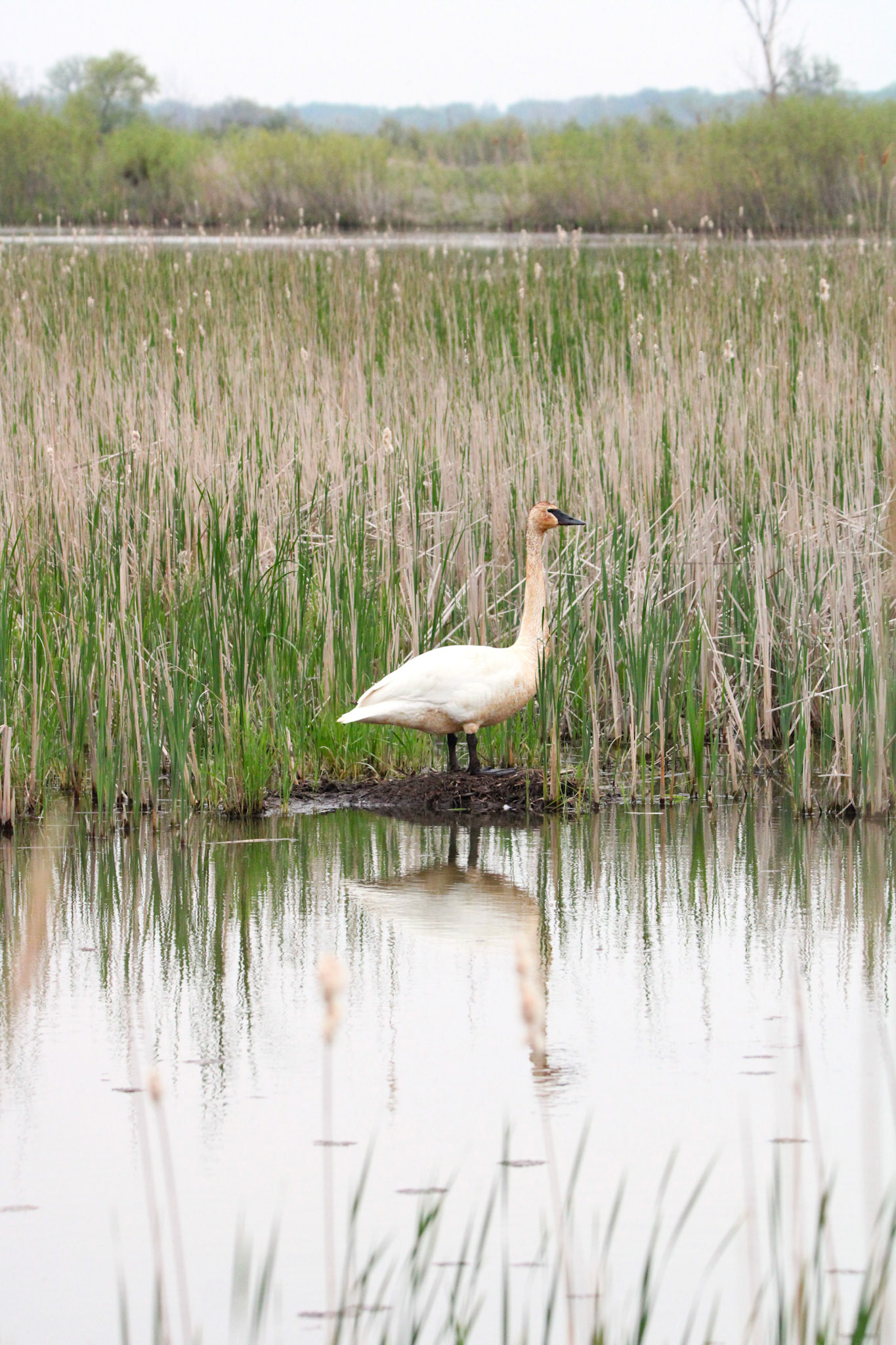 Trumpeter Swan