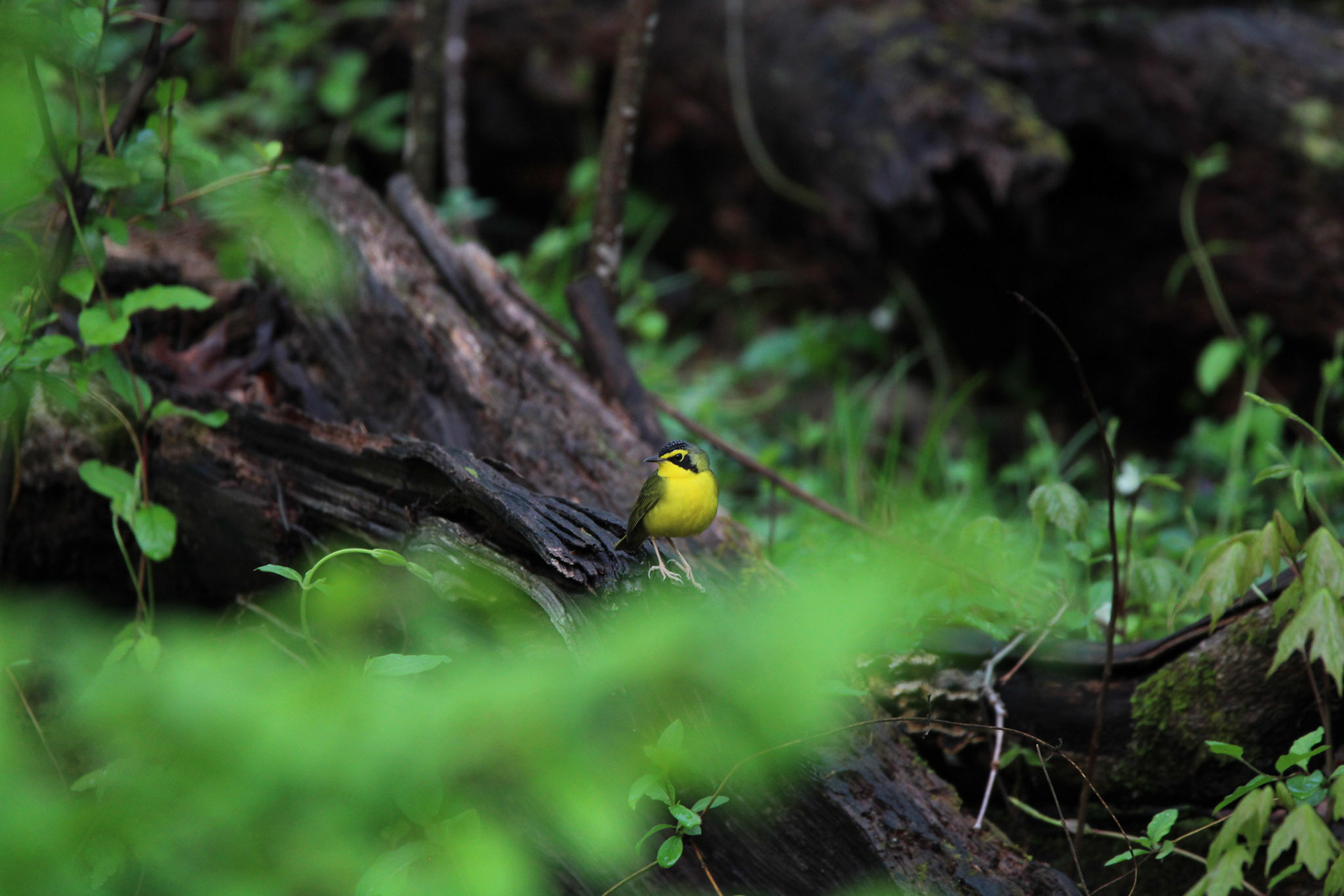 Kentucky Warbler
