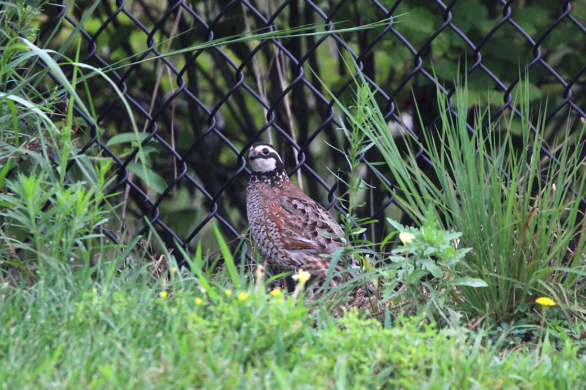 Northern Bobwhite Quail