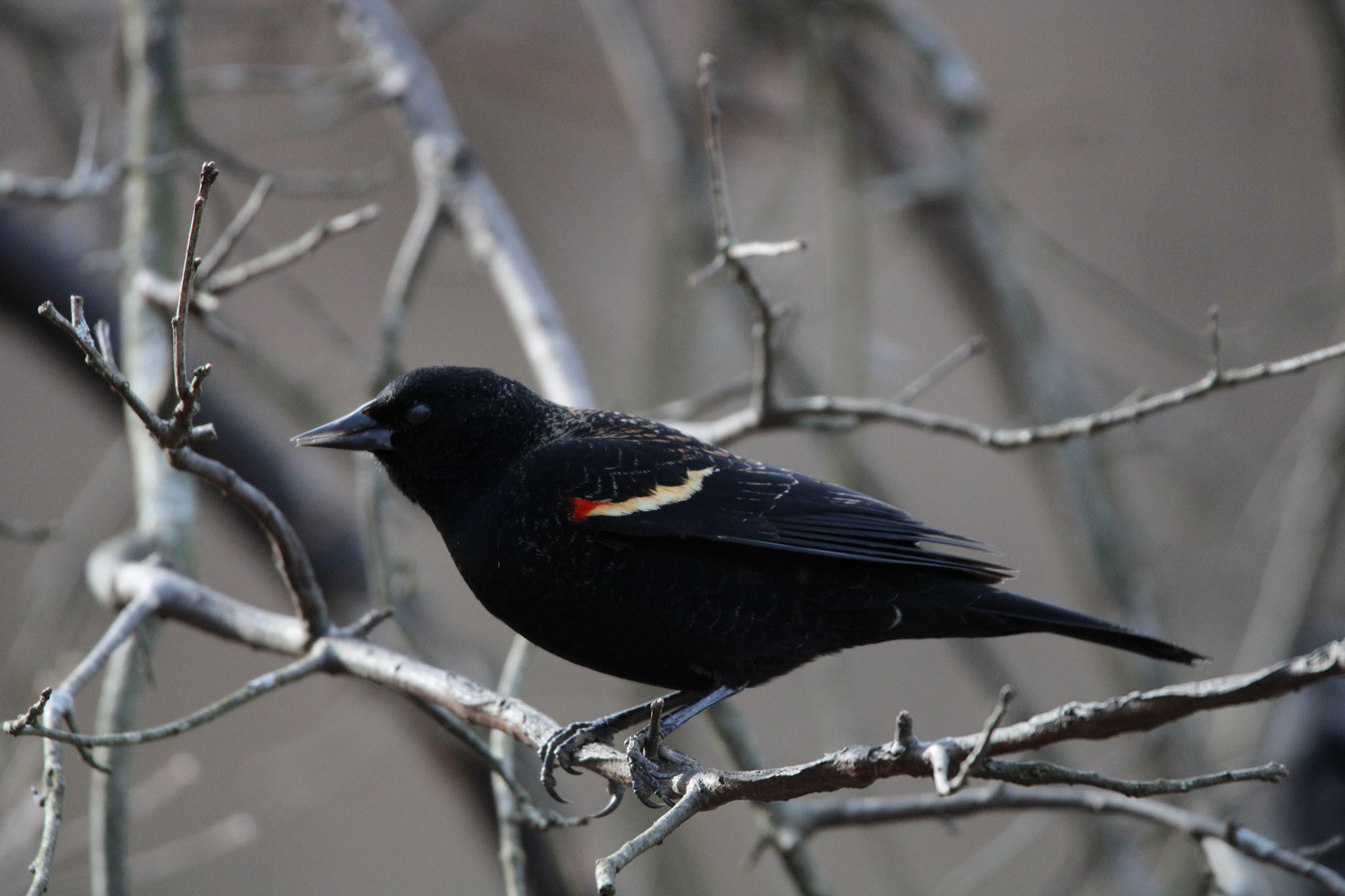 Red-Winged Blackbird