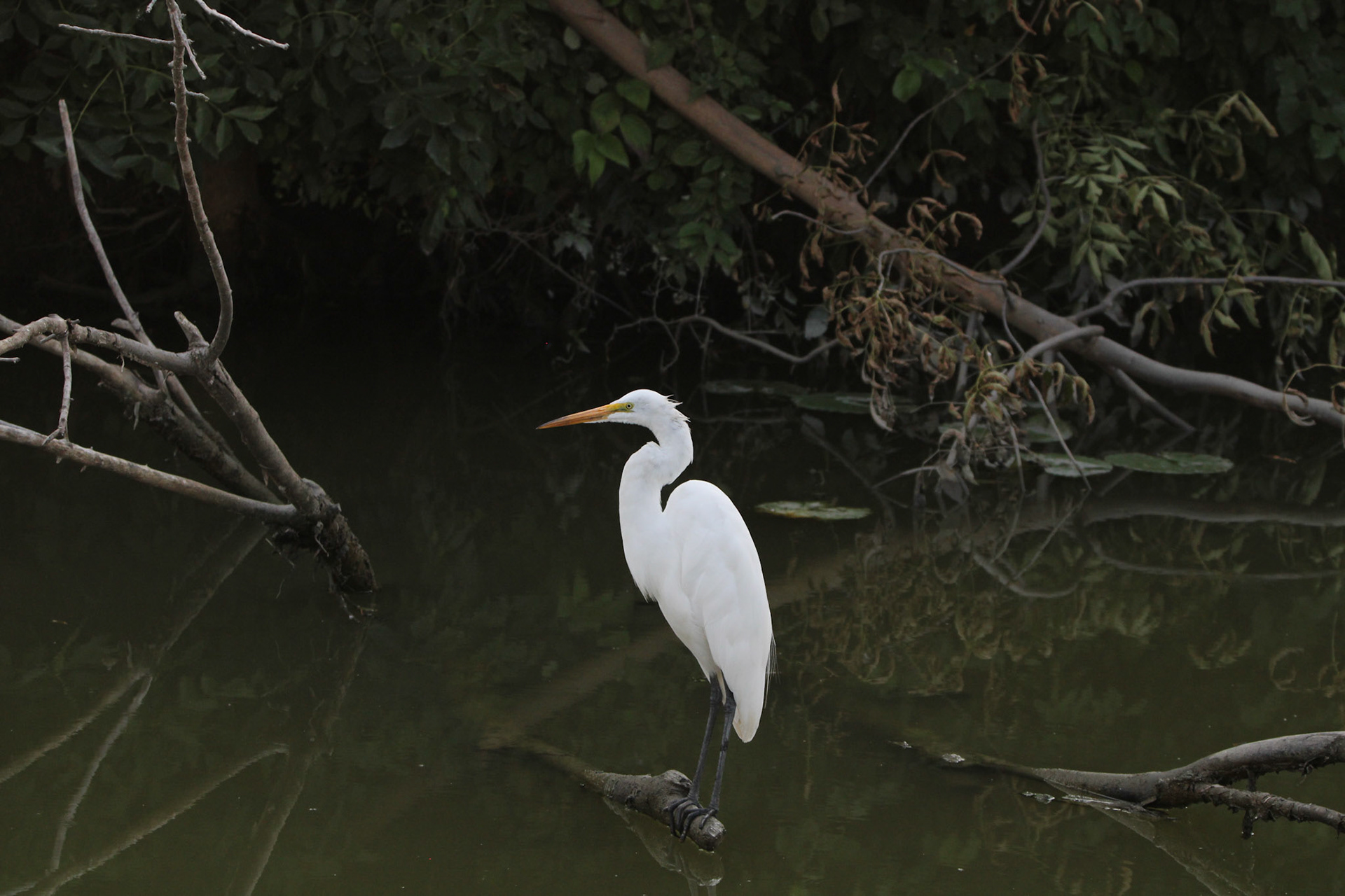 Great Egret