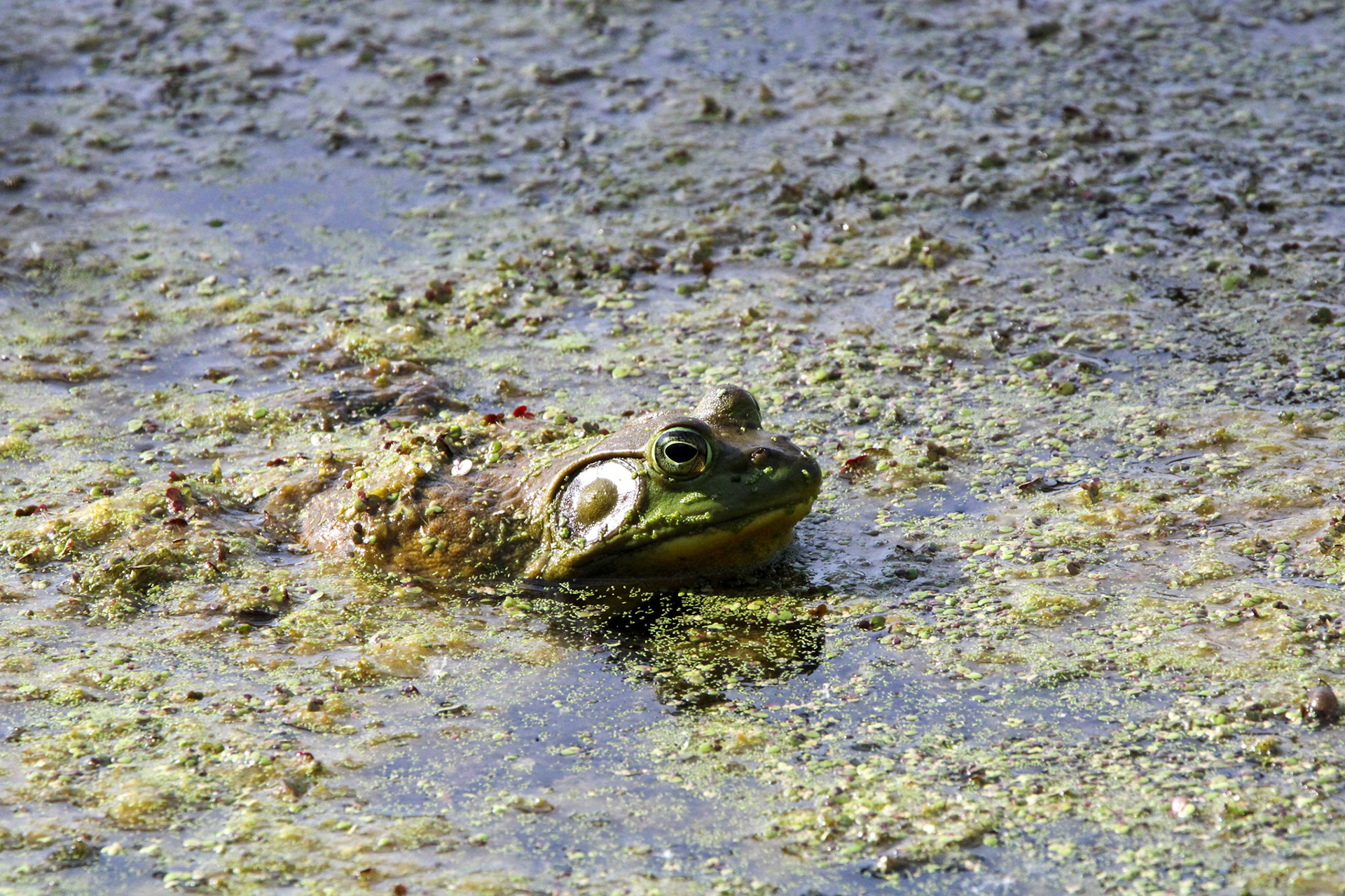 American Bullfrog