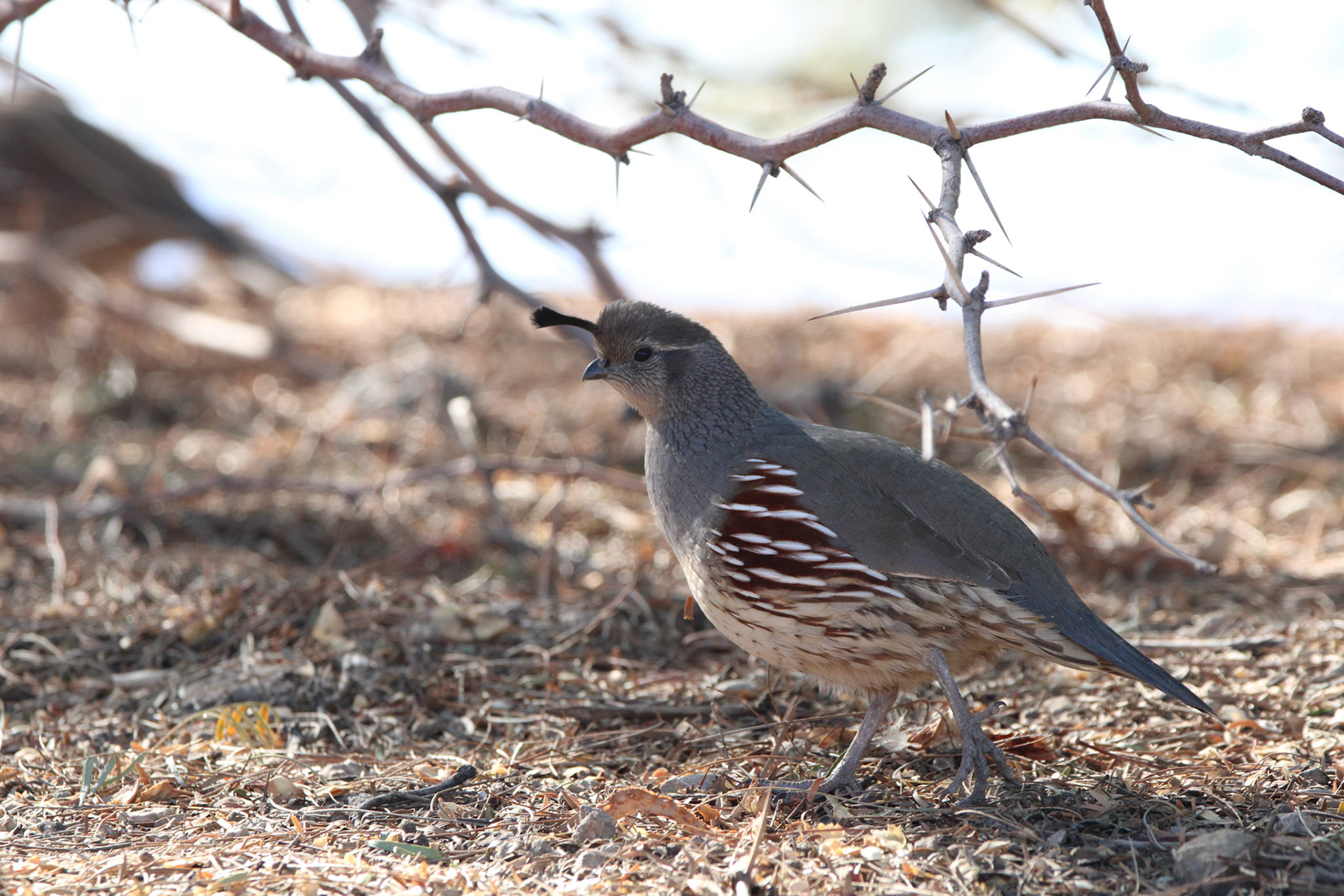 Gambel's Quail