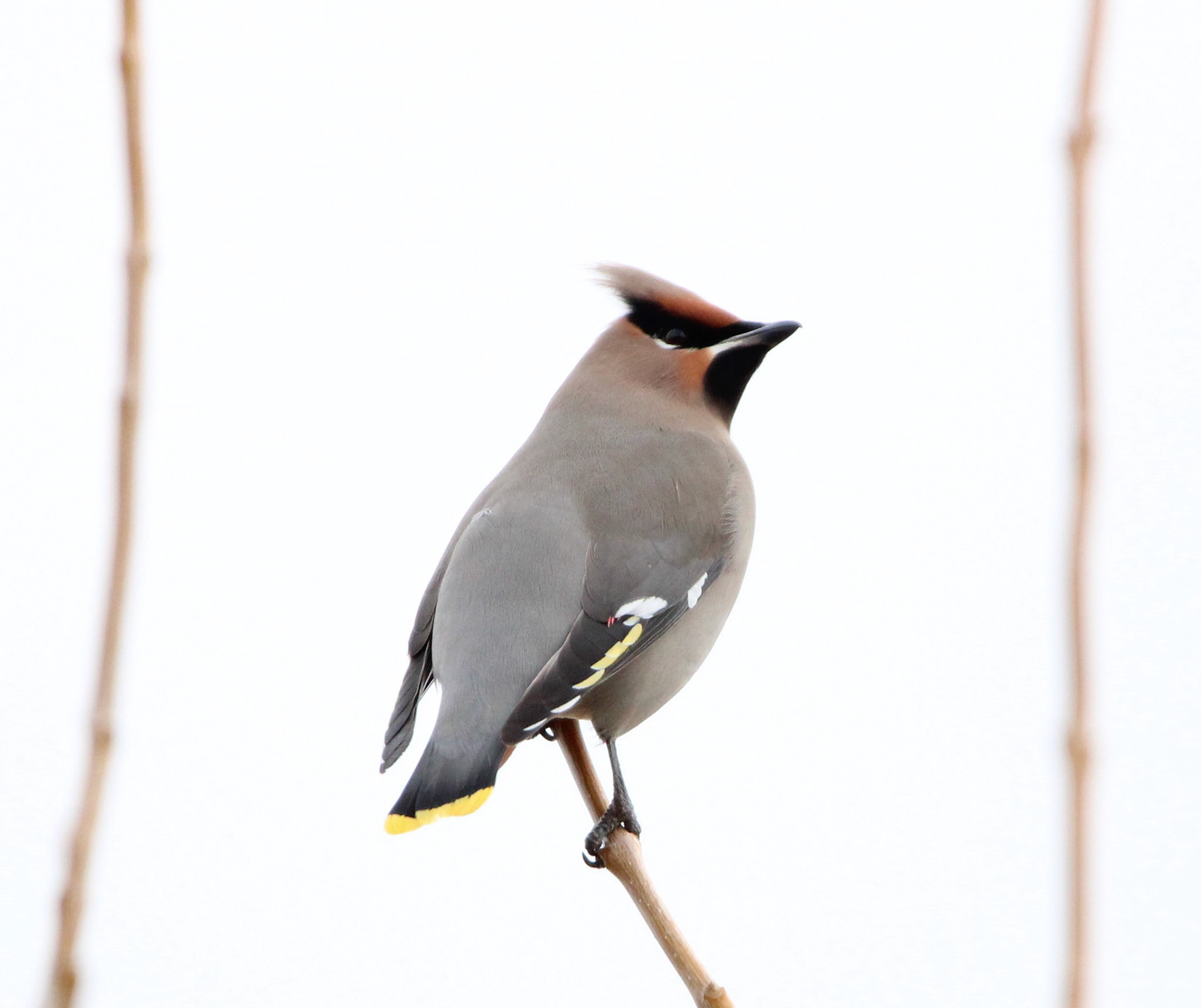 Bohemian Waxwing