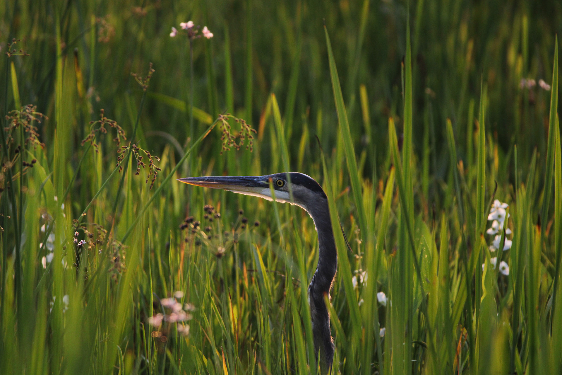 Great Blue Heron