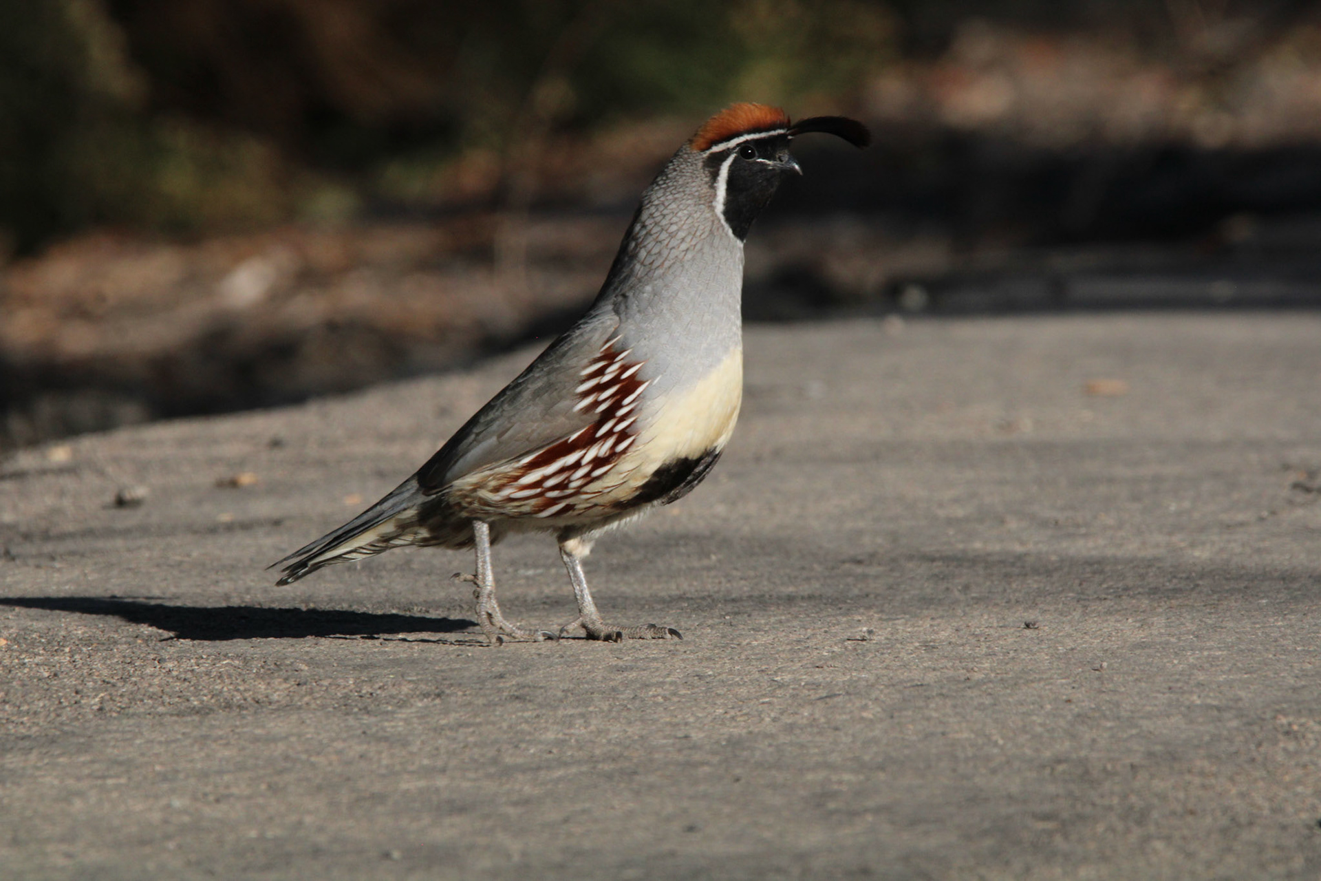 Gambel's Quail