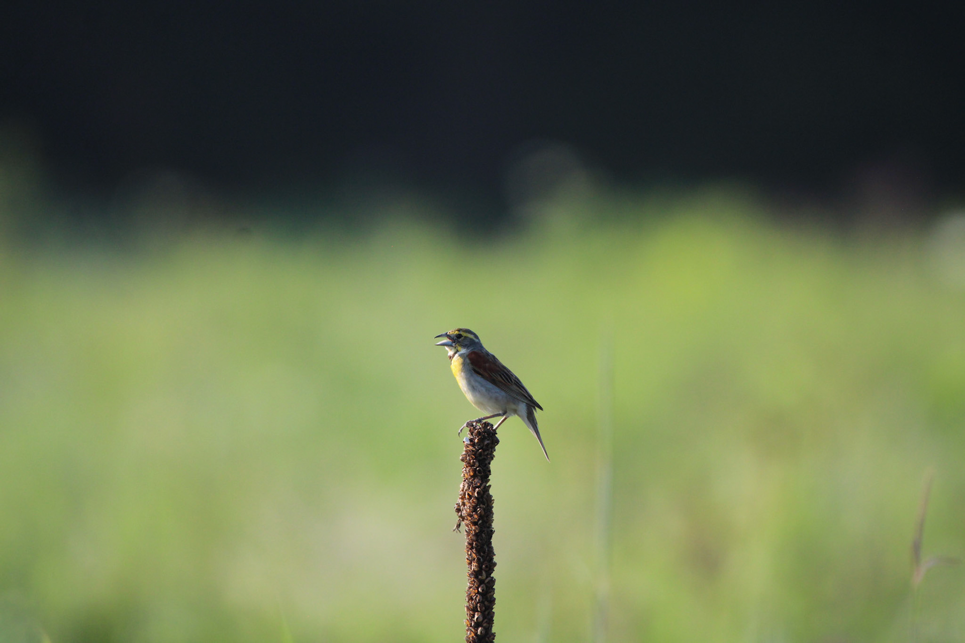 Dickcissel