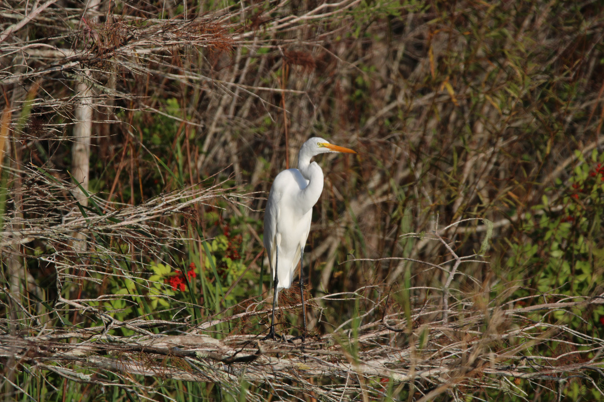 Great Egret