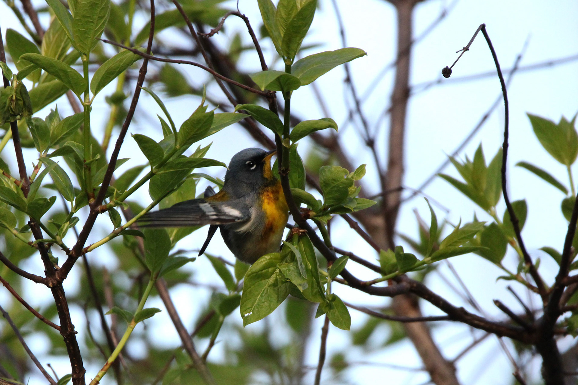 Northern Parula