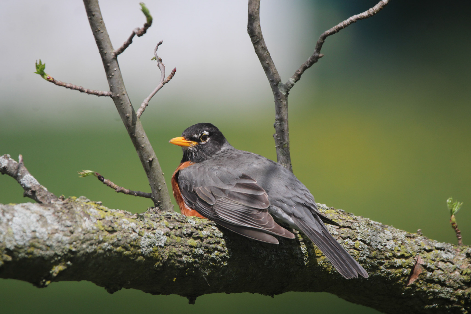 American Robin