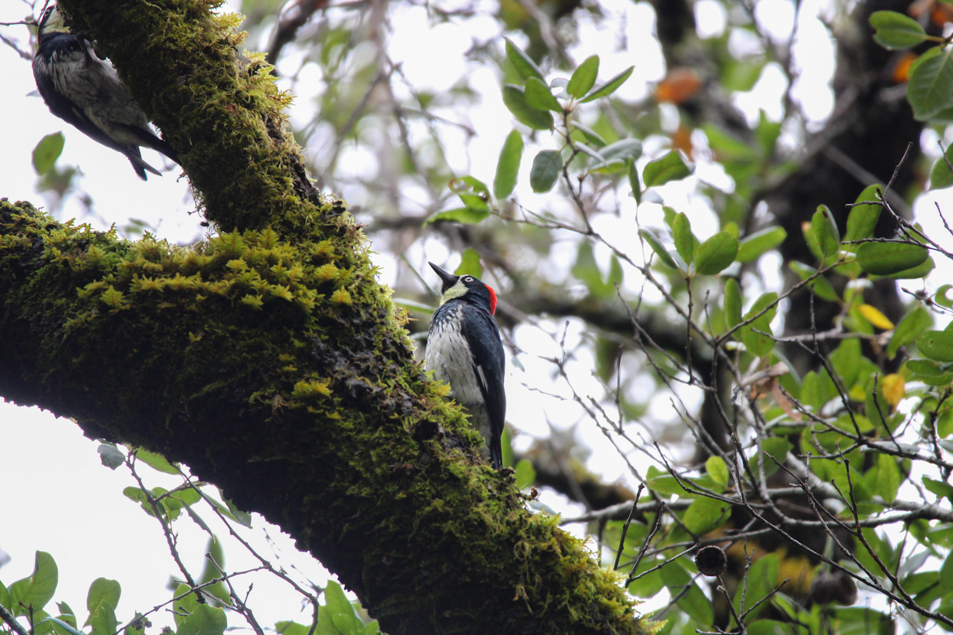 Acorn Woodpecker - Big Basin Redwoods State Park