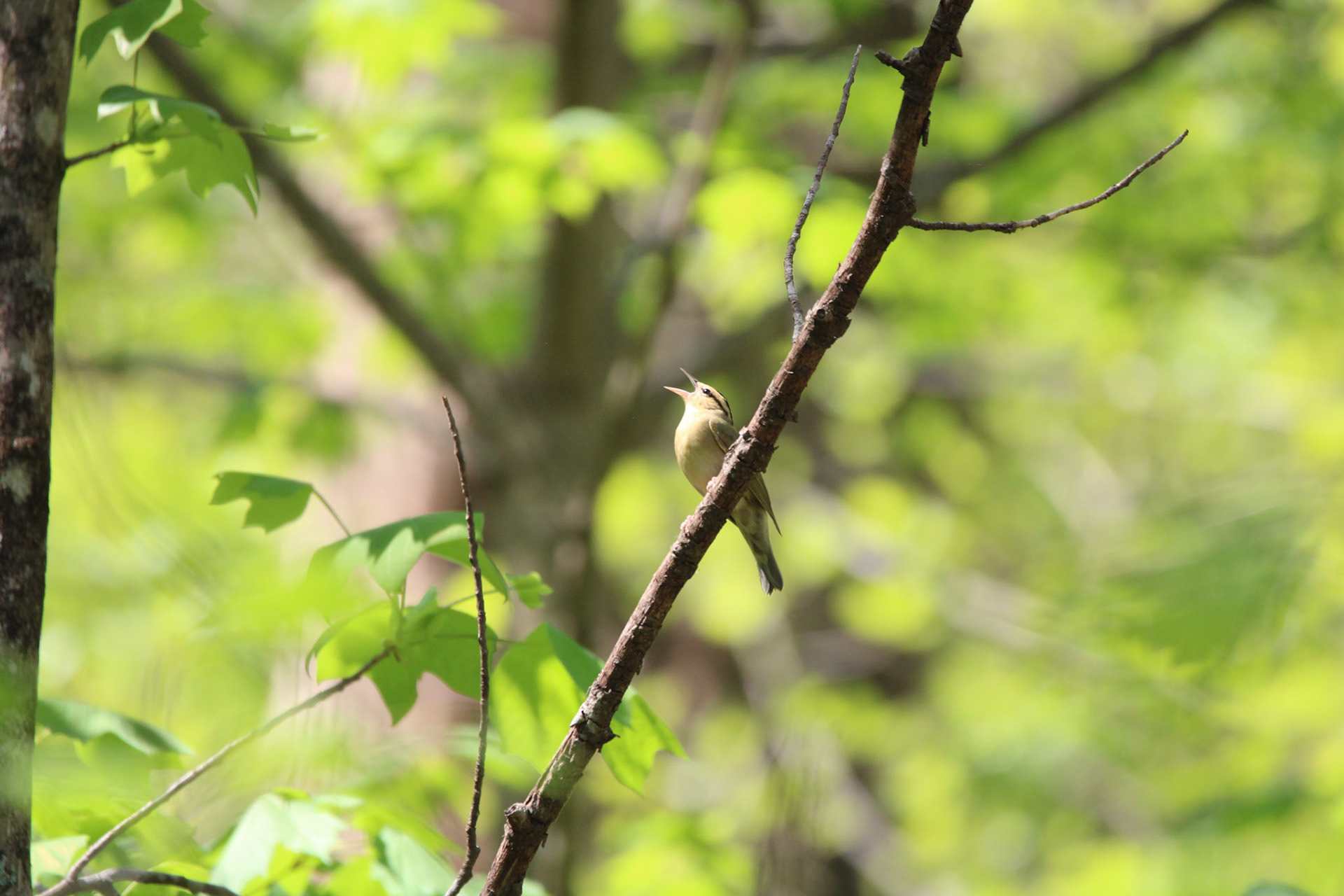 Worm-eating Warbler