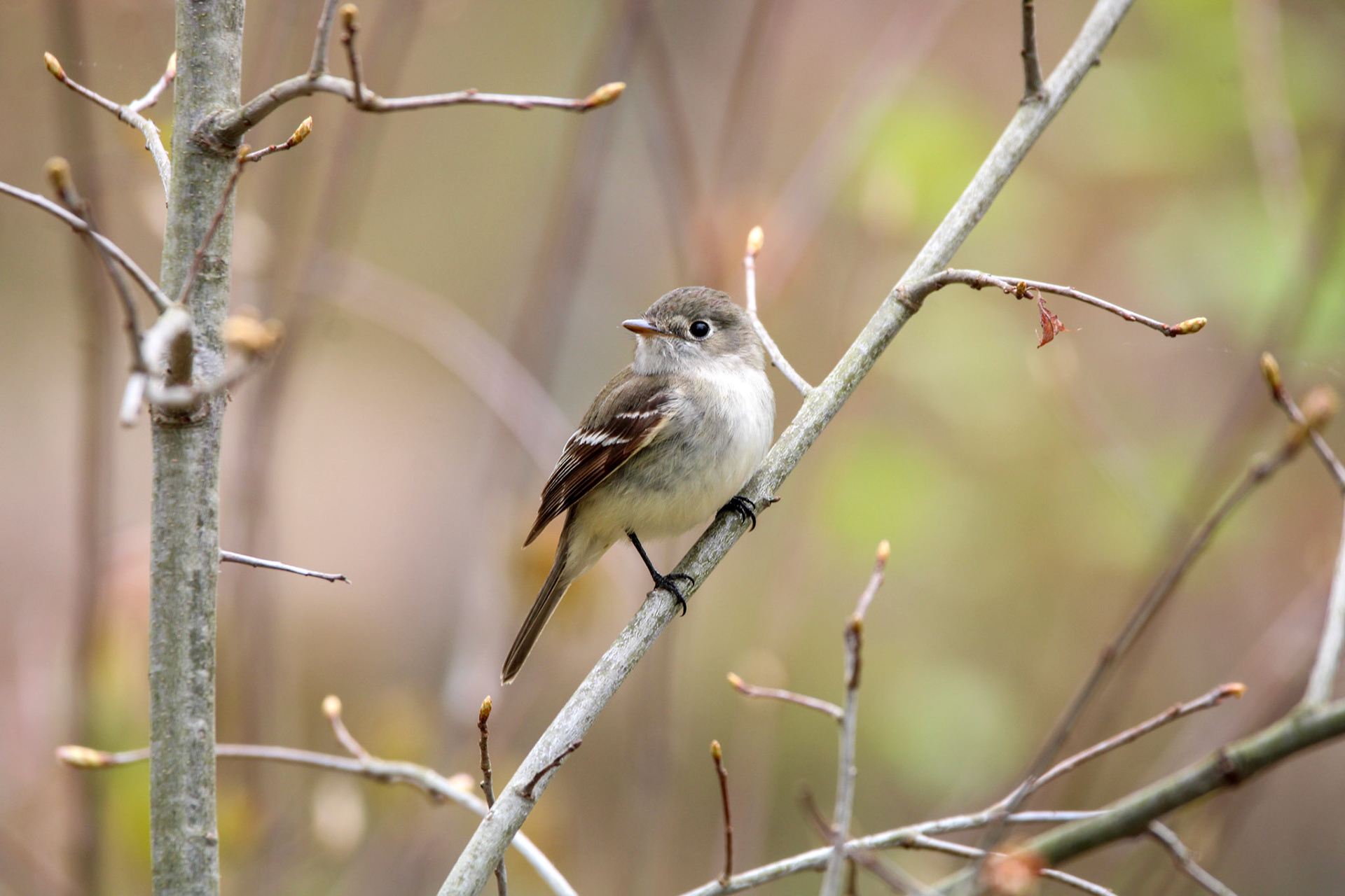Least Flycatcher