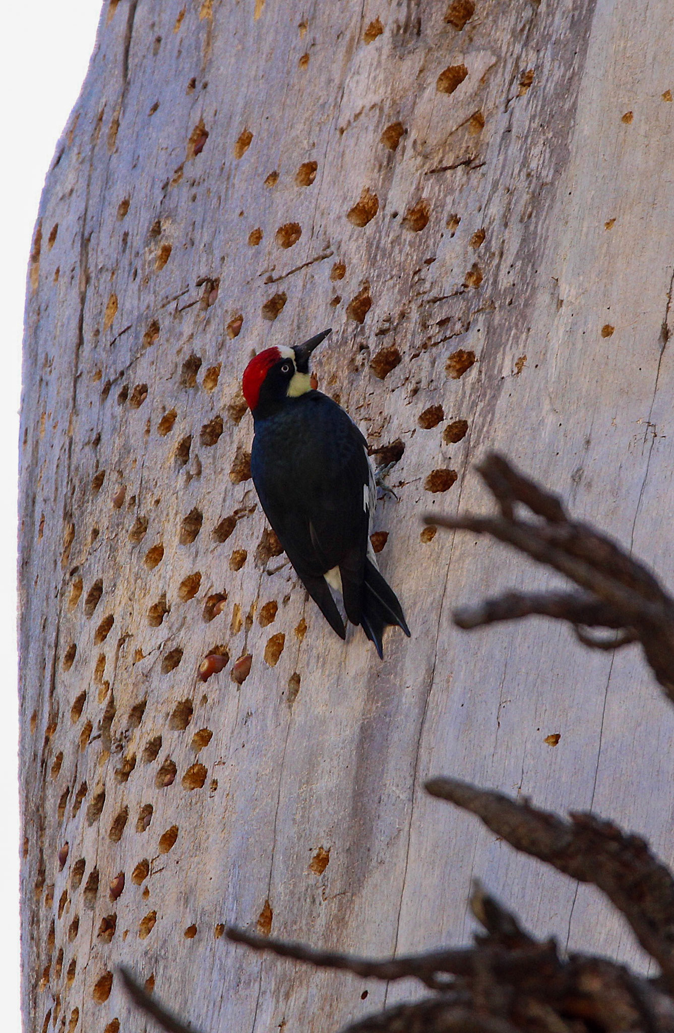 Acorn Woodpecker - Yosemite Valley