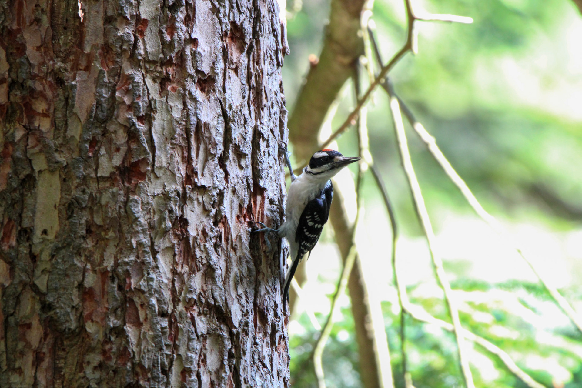 Hairy Woodpecker - Hartwick Pines State Park