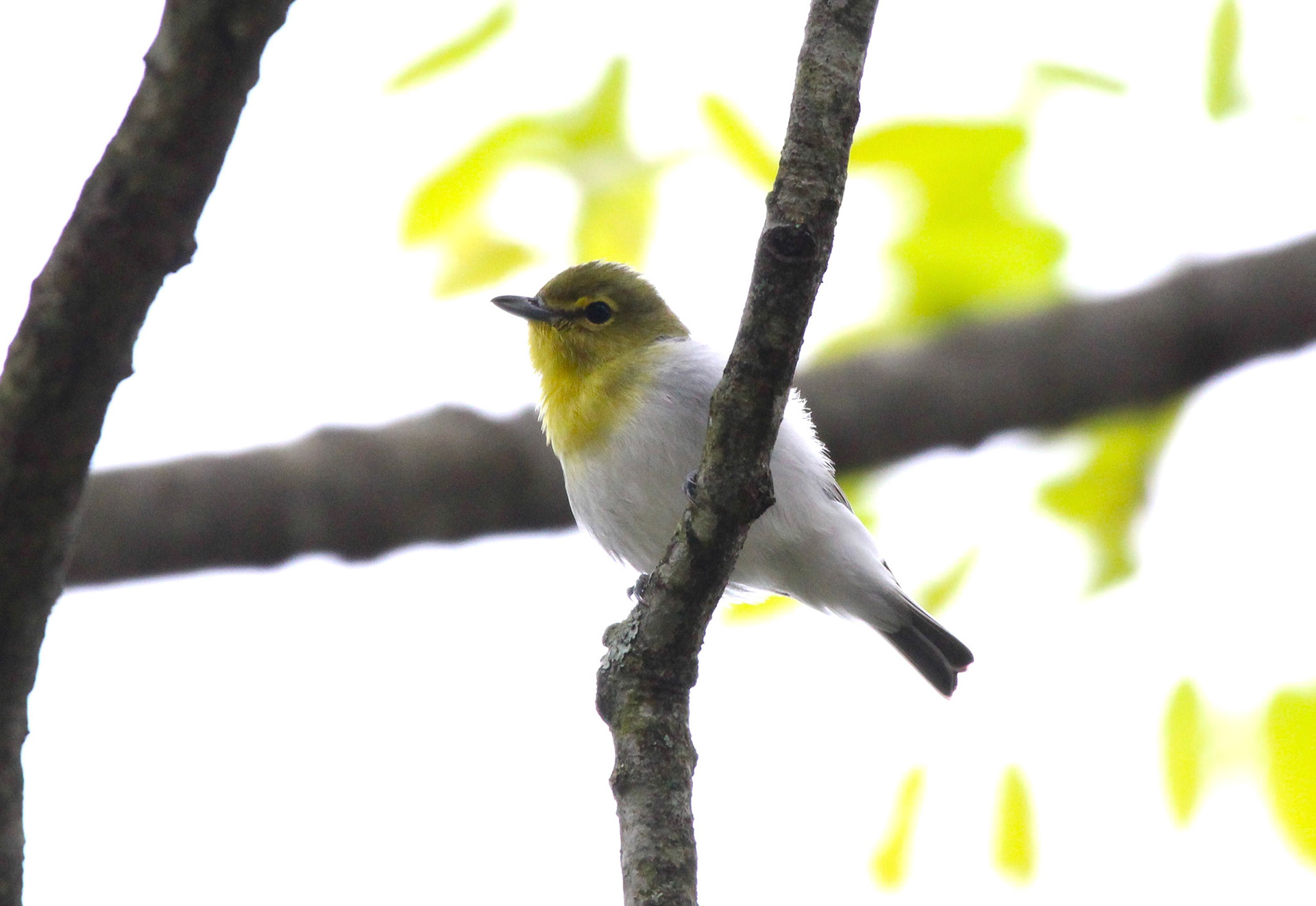 Yellow-throated Vireo