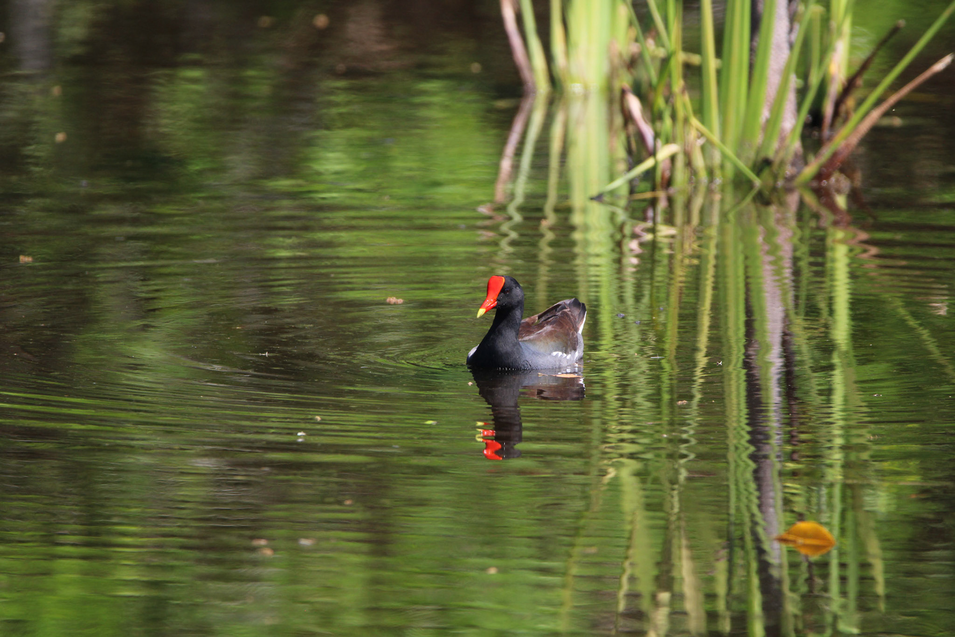 Common Gallinule - Wakodahatchee Wetlands