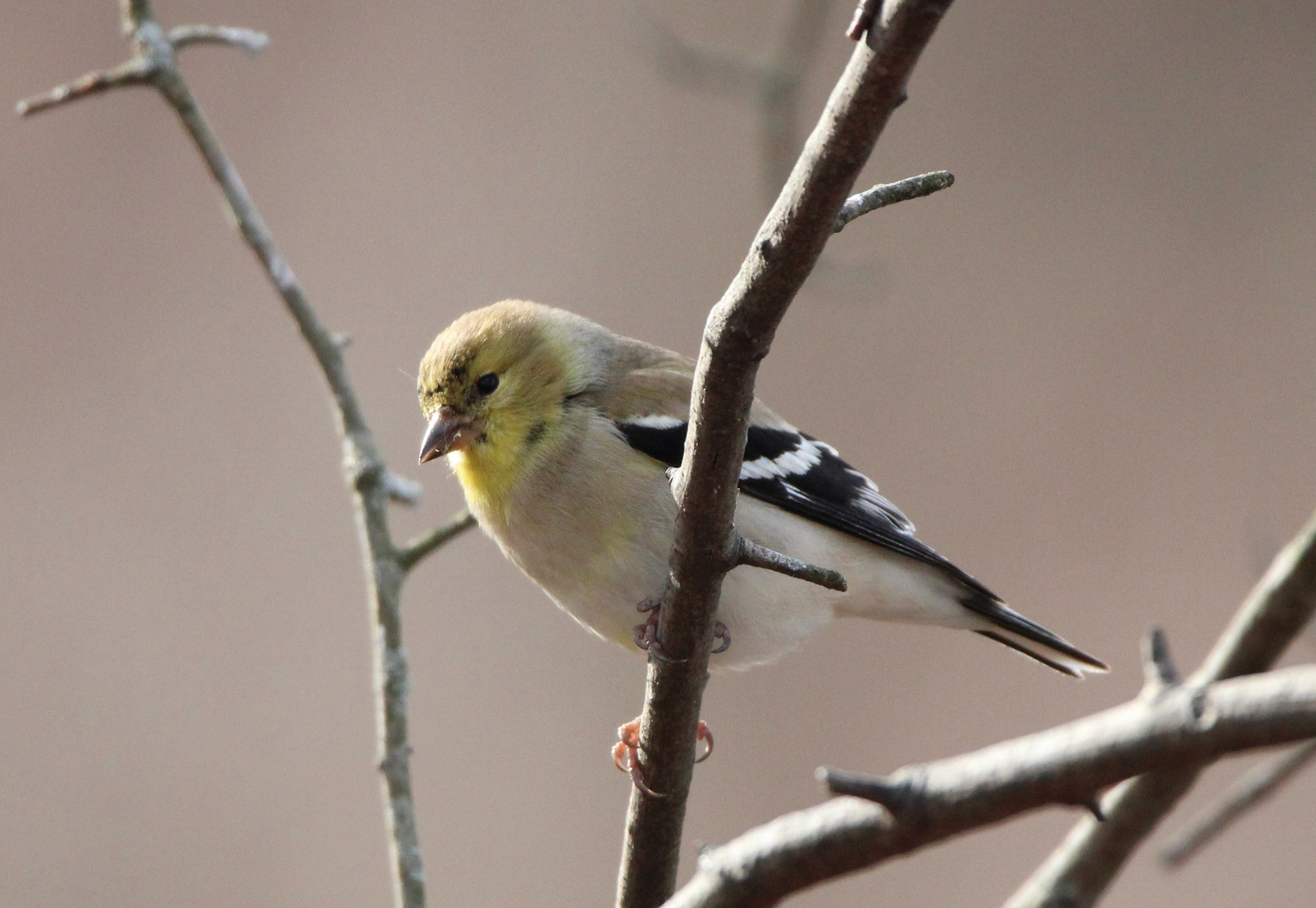 American Goldfinch