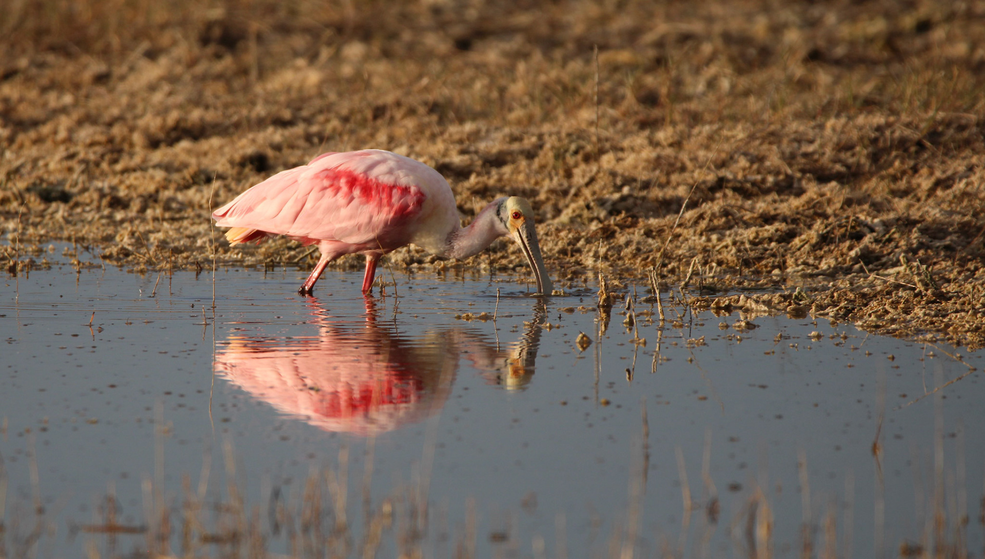 Roseate Spoonbill