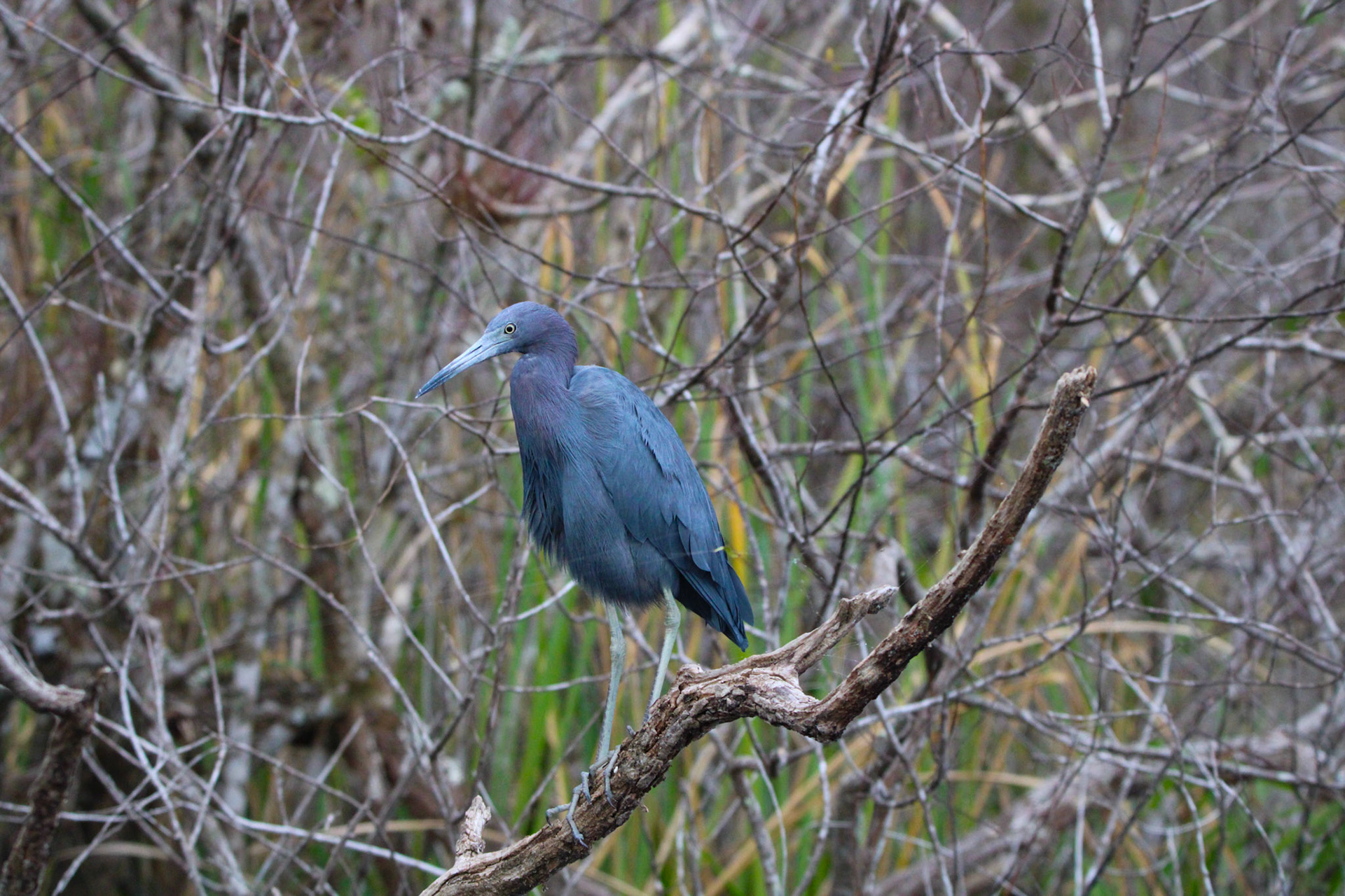 Little Blue Heron