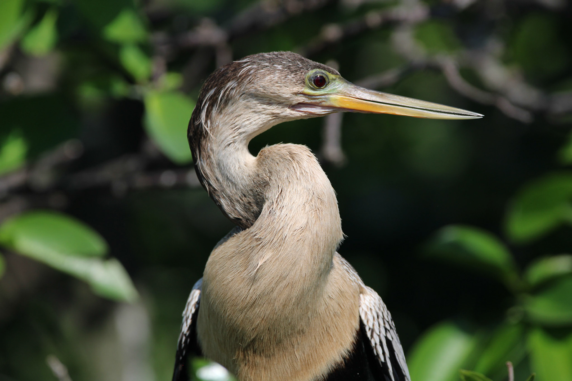 Anhinga - Wakodahatchee Wetlands