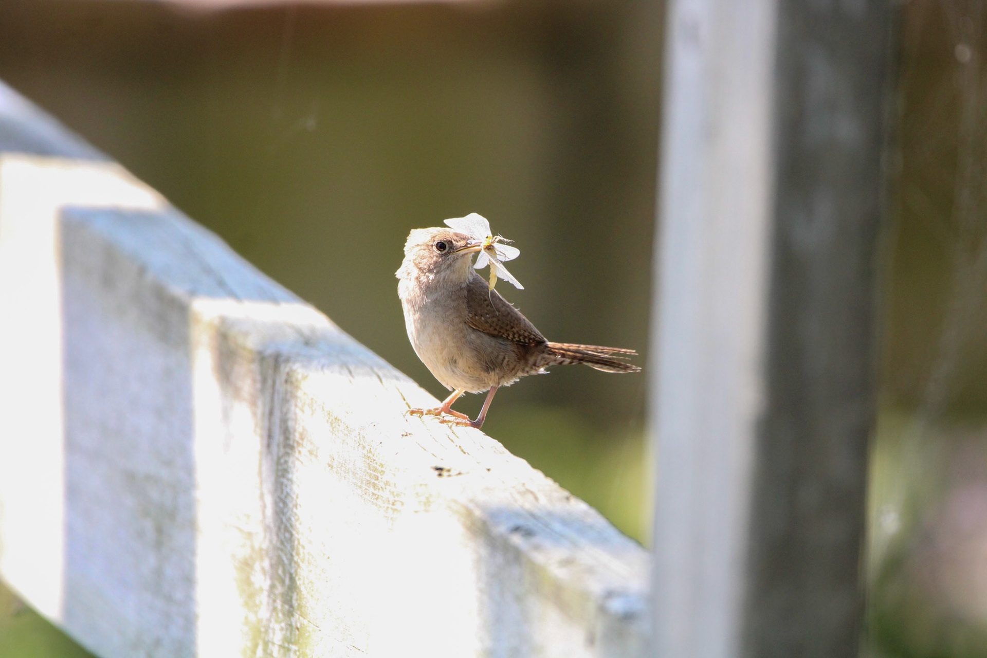 Northern House Wren - Sterling State Park