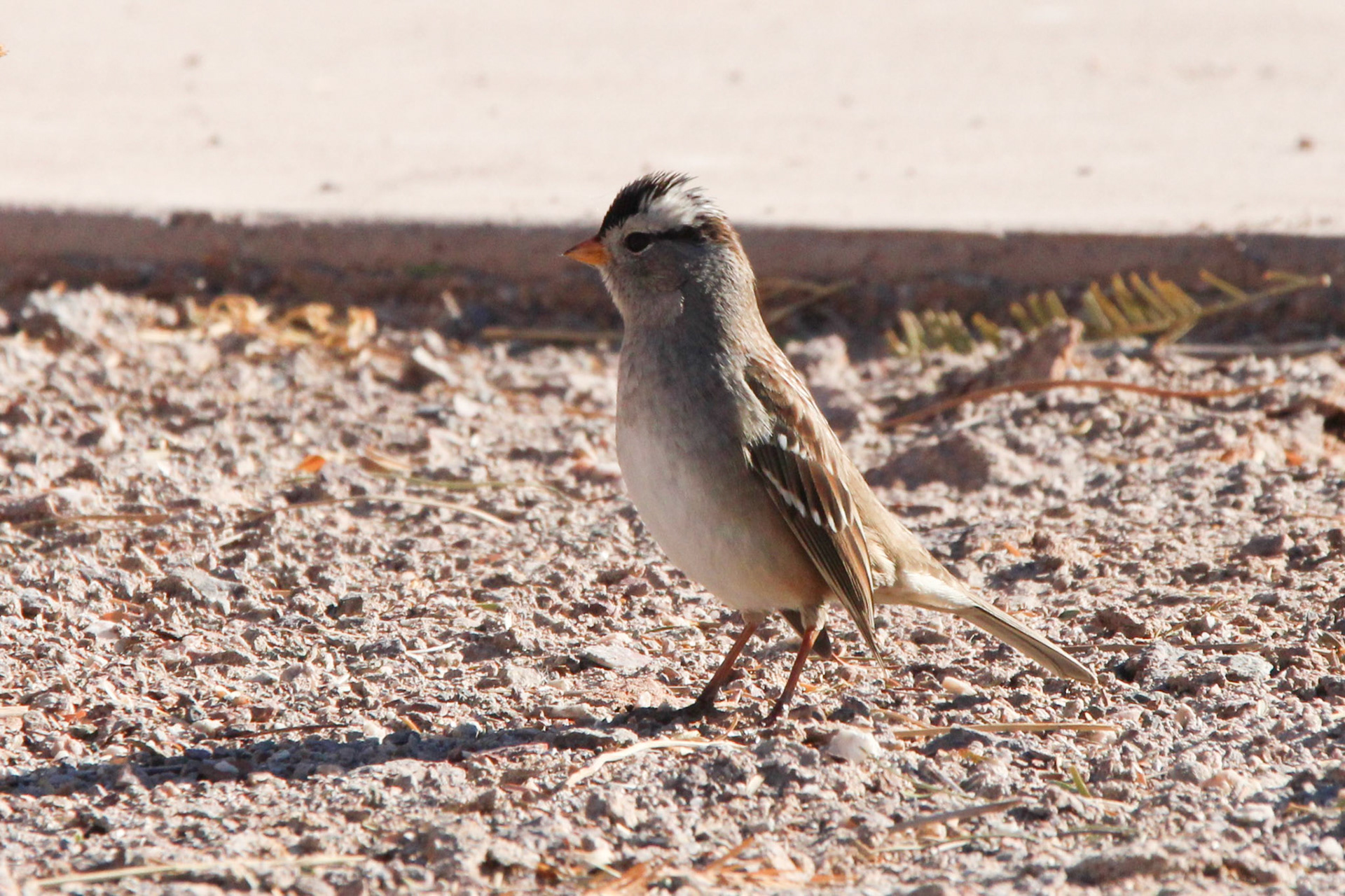 White-crowned Sparrow