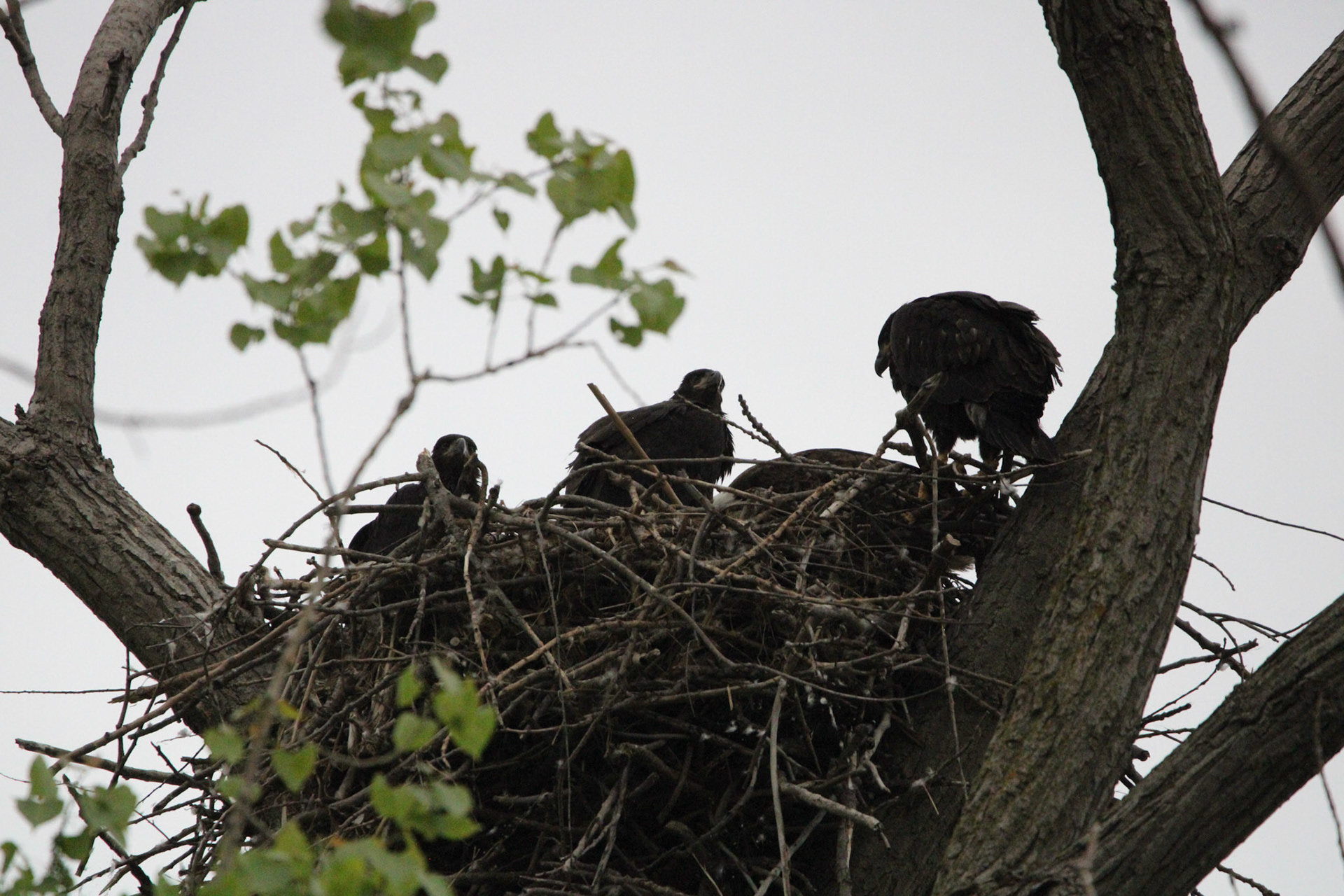 Bald Eaglets