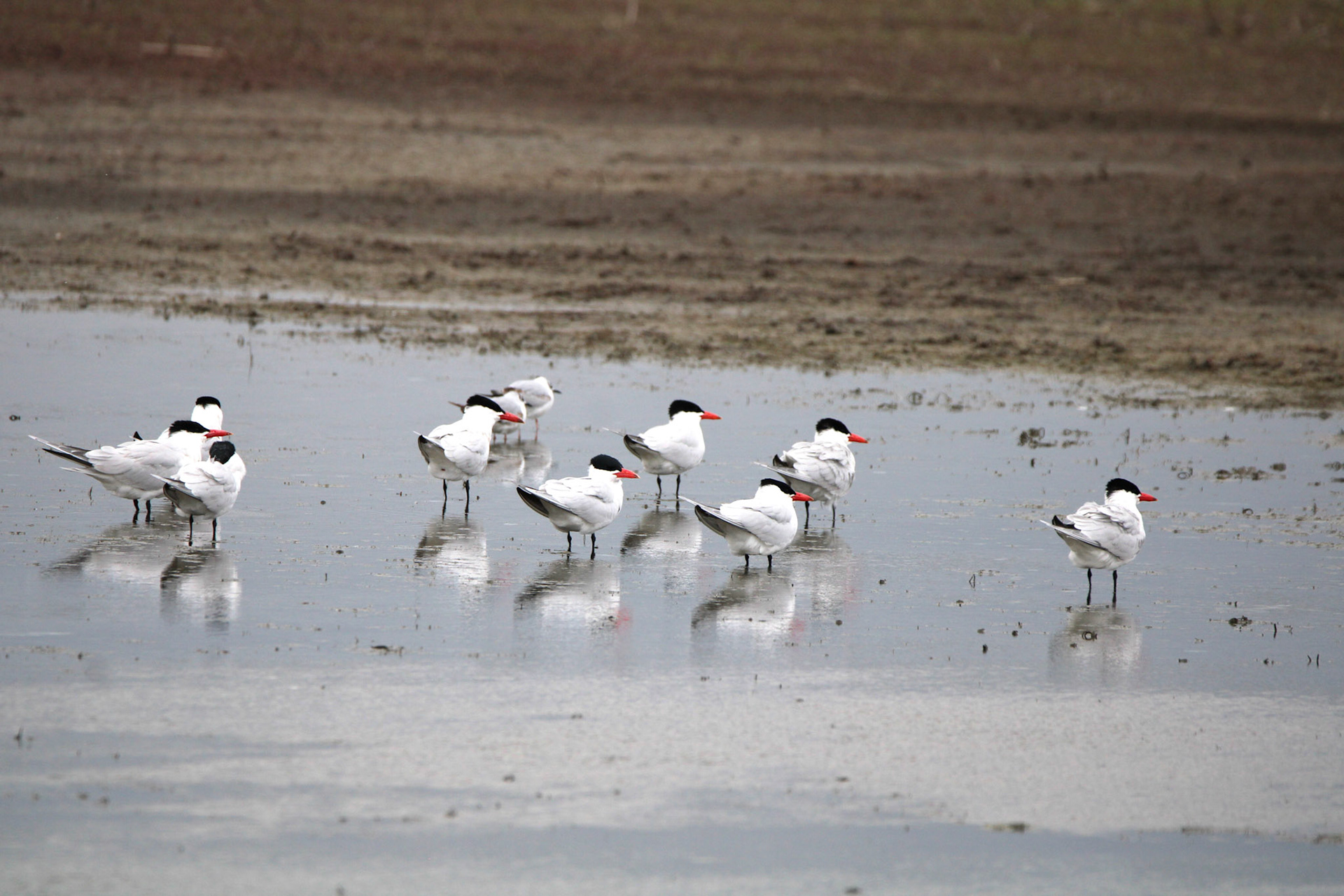 Caspian Tern