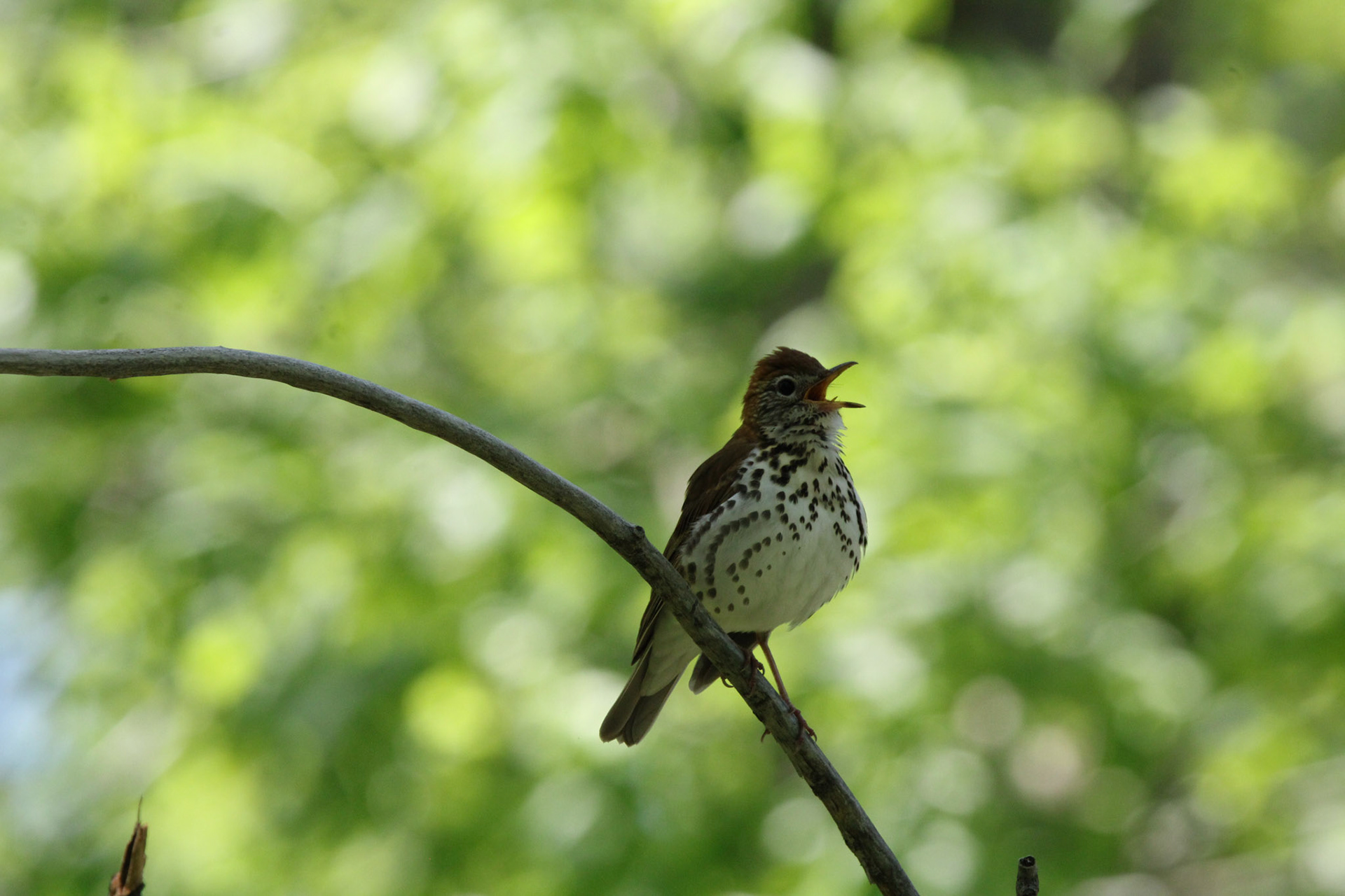 Wood Thrush