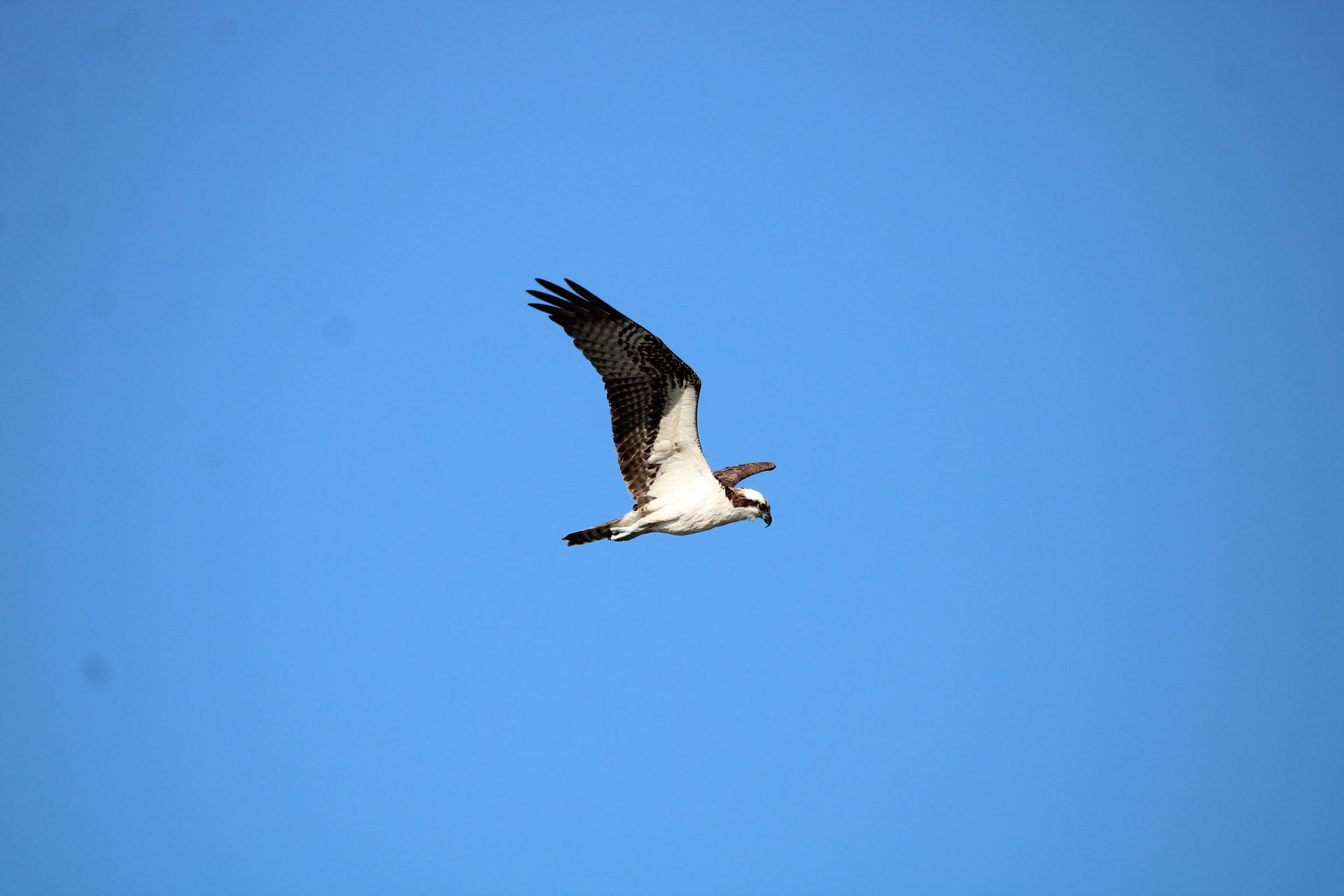 Osprey