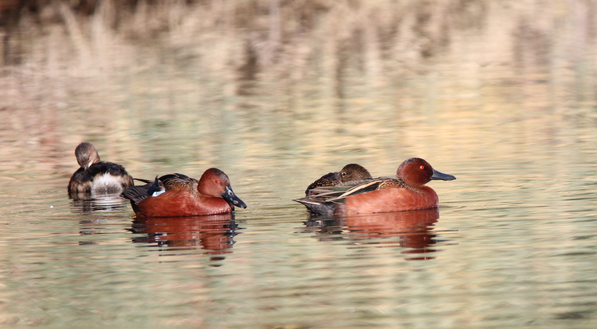 Cinnamon Teal
