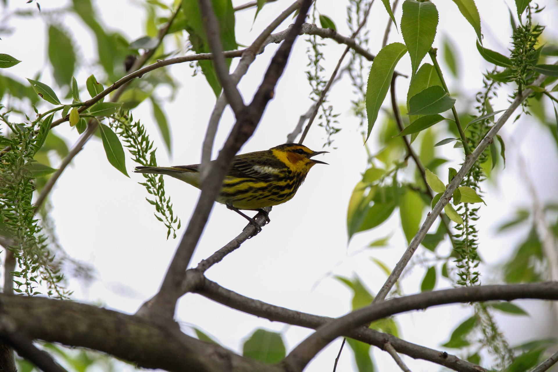 Cape May Warbler