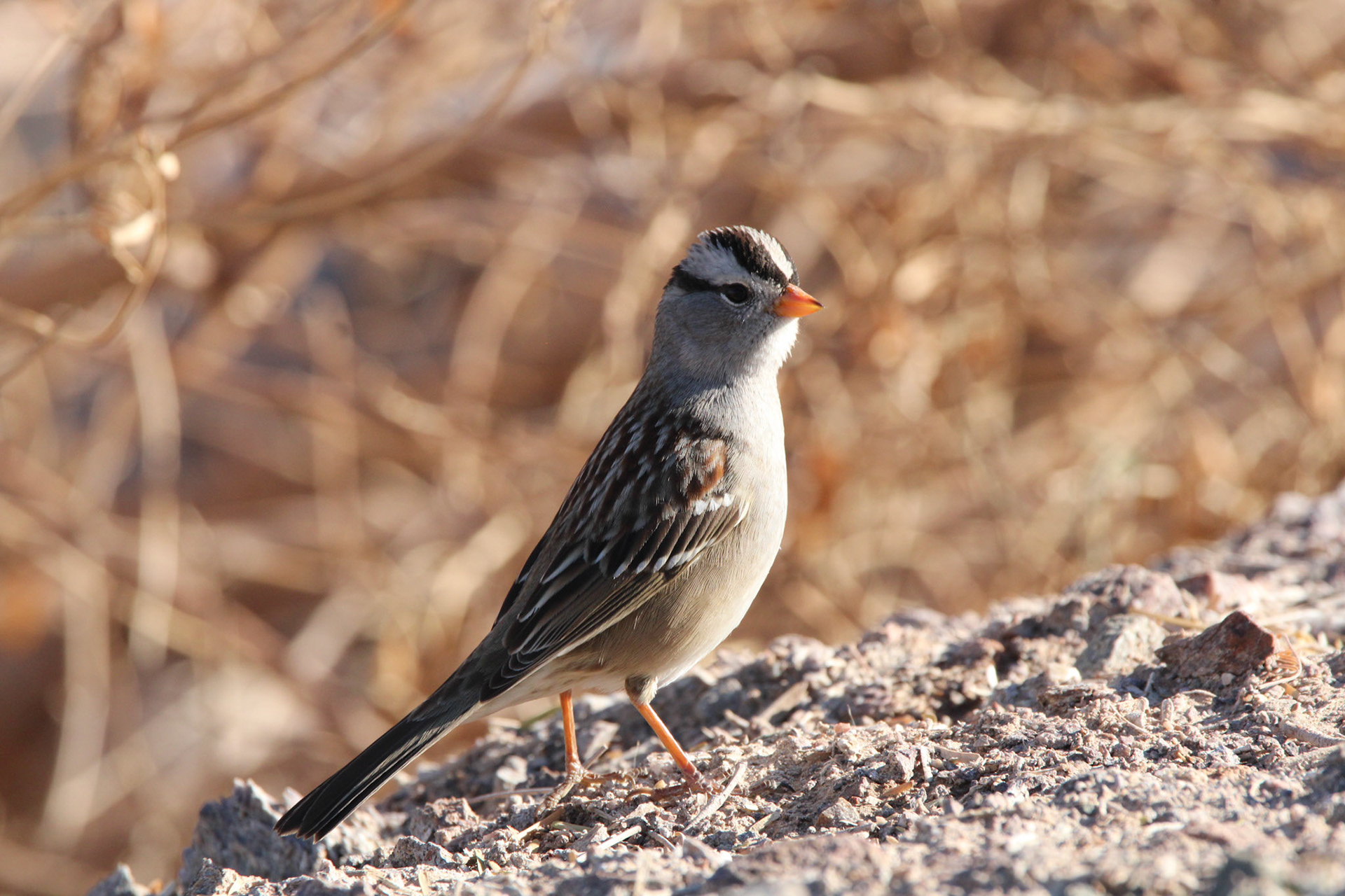 White-crowned Sparrow