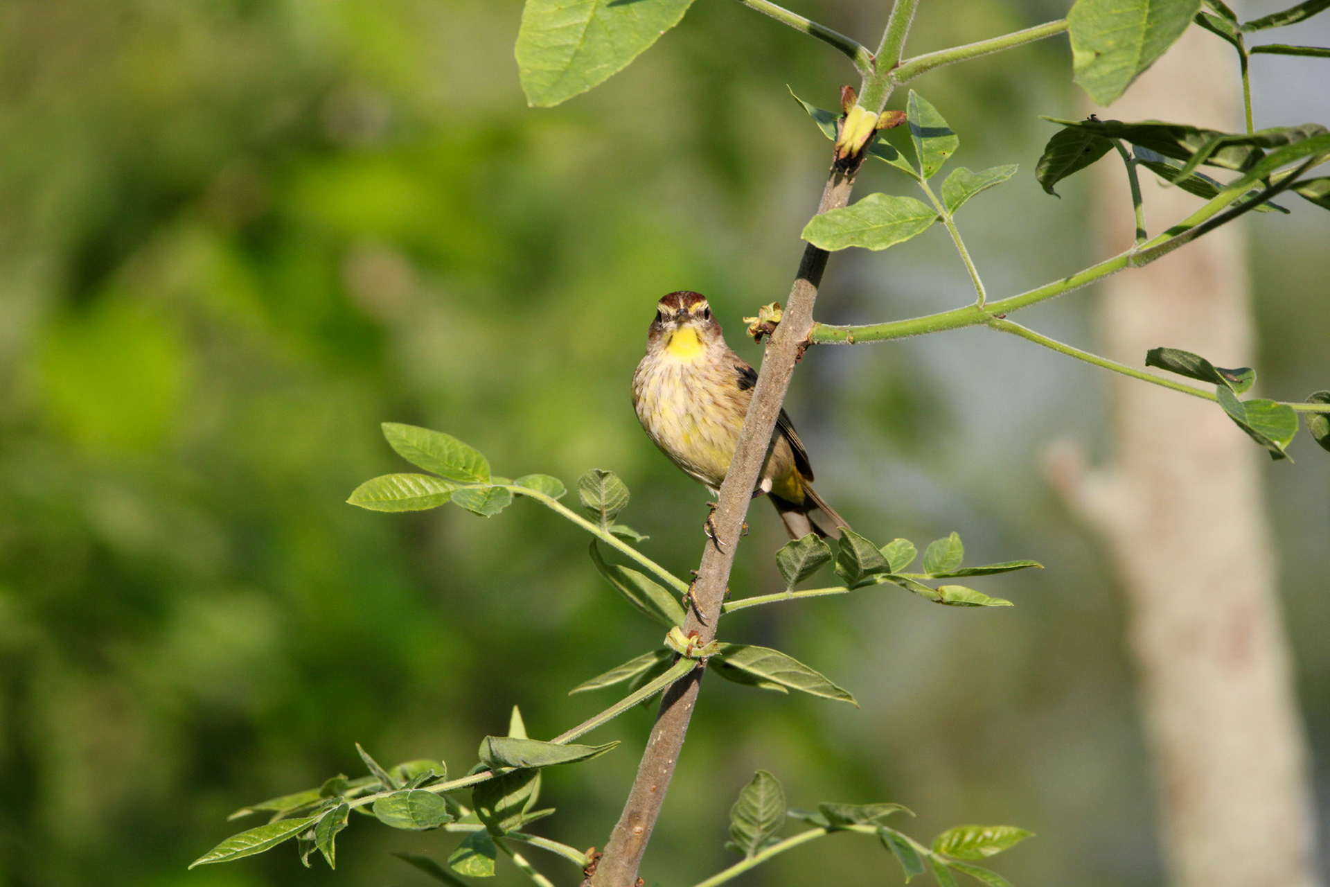 Palm Warbler