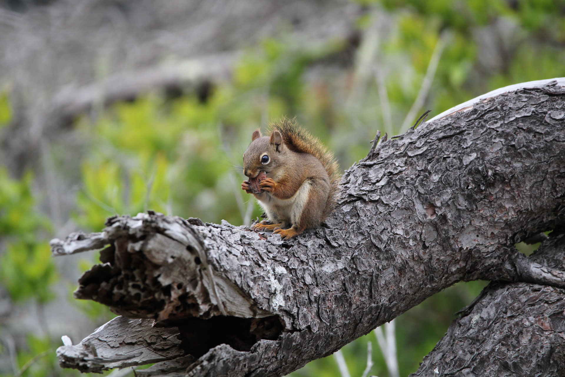 Red Squirrel