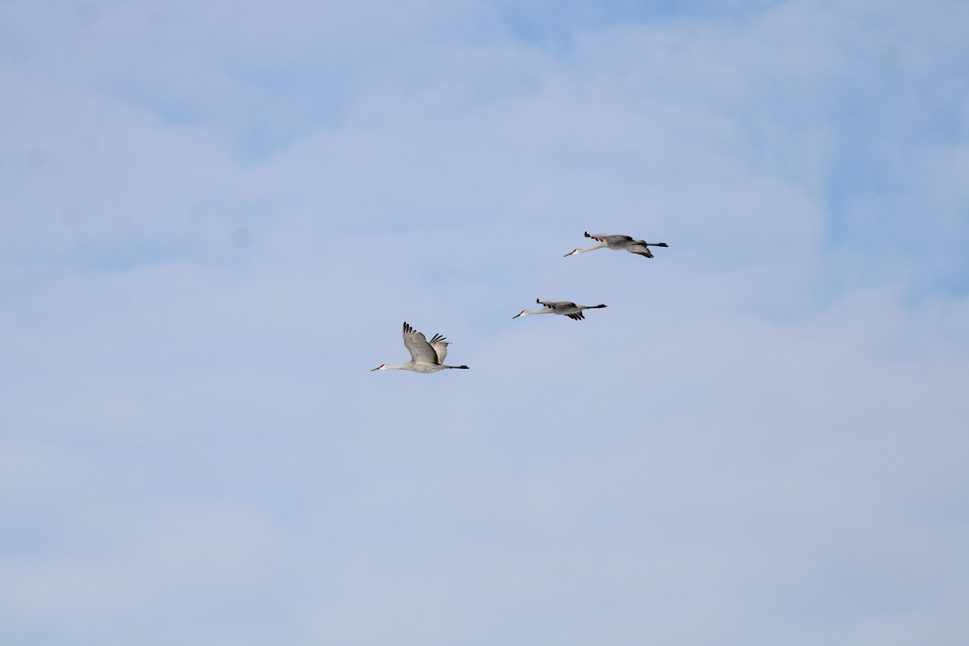 Sandhill Cranes