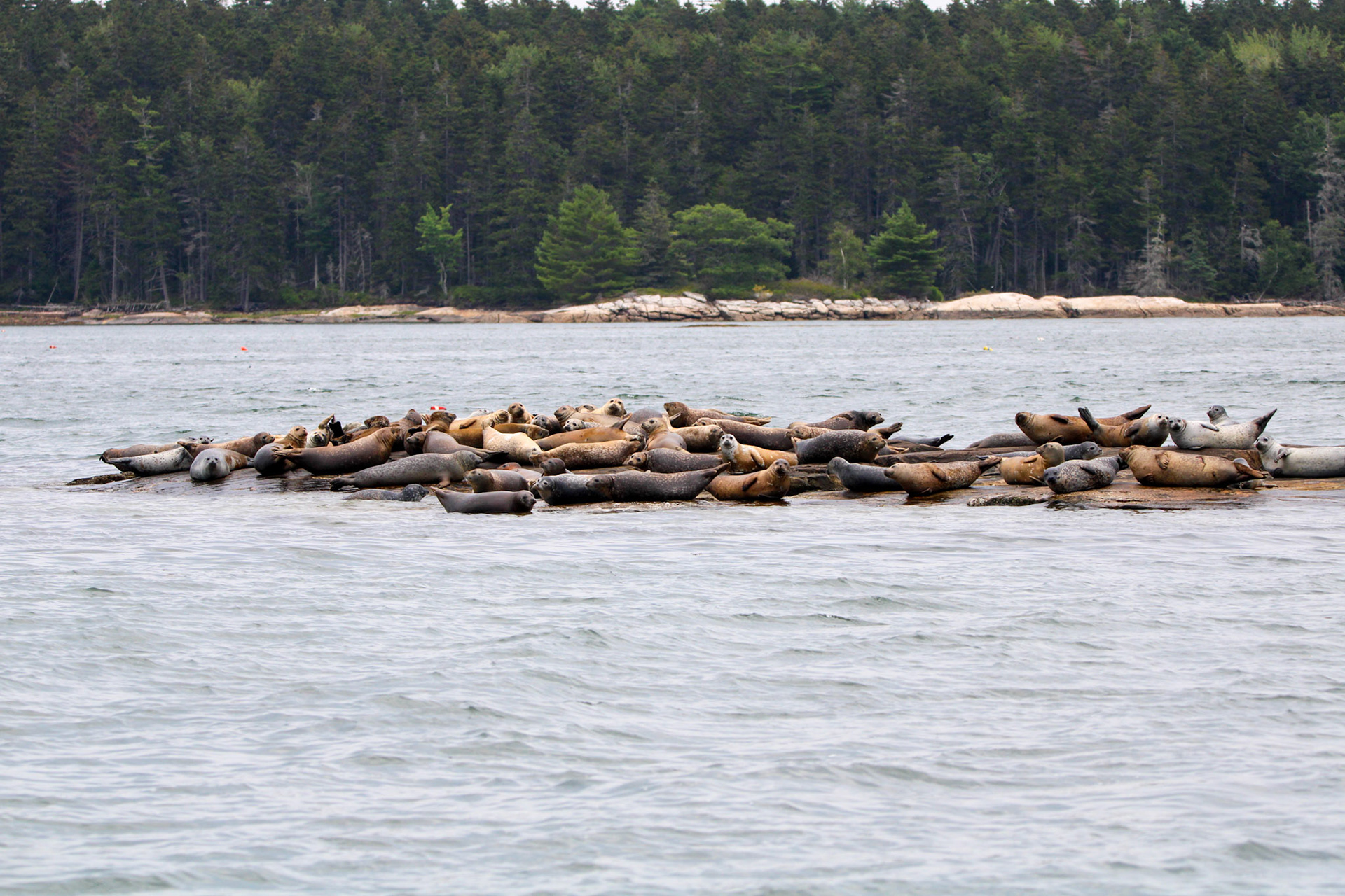 Harbor Seal by Ryan