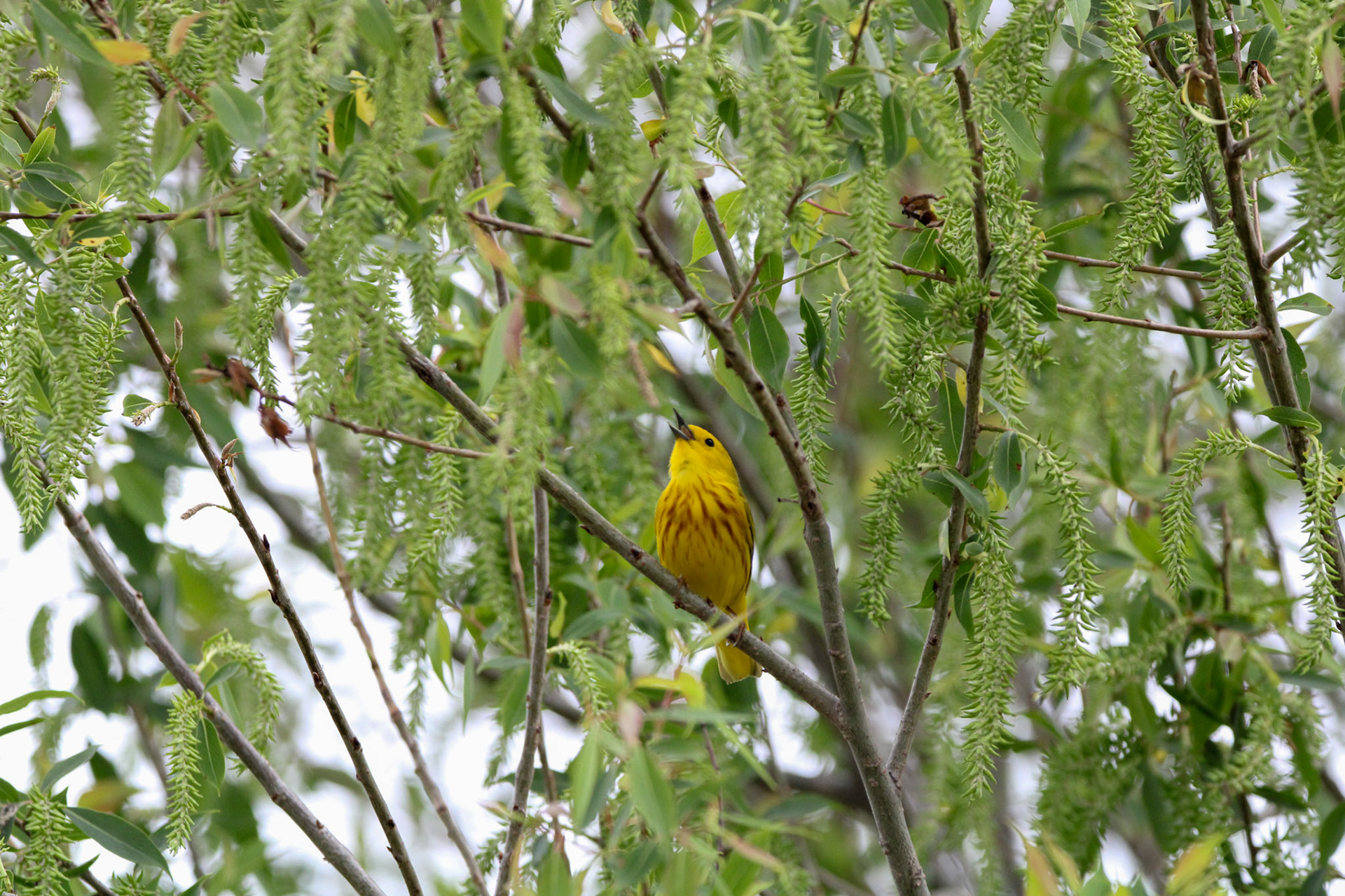 Yellow Warbler