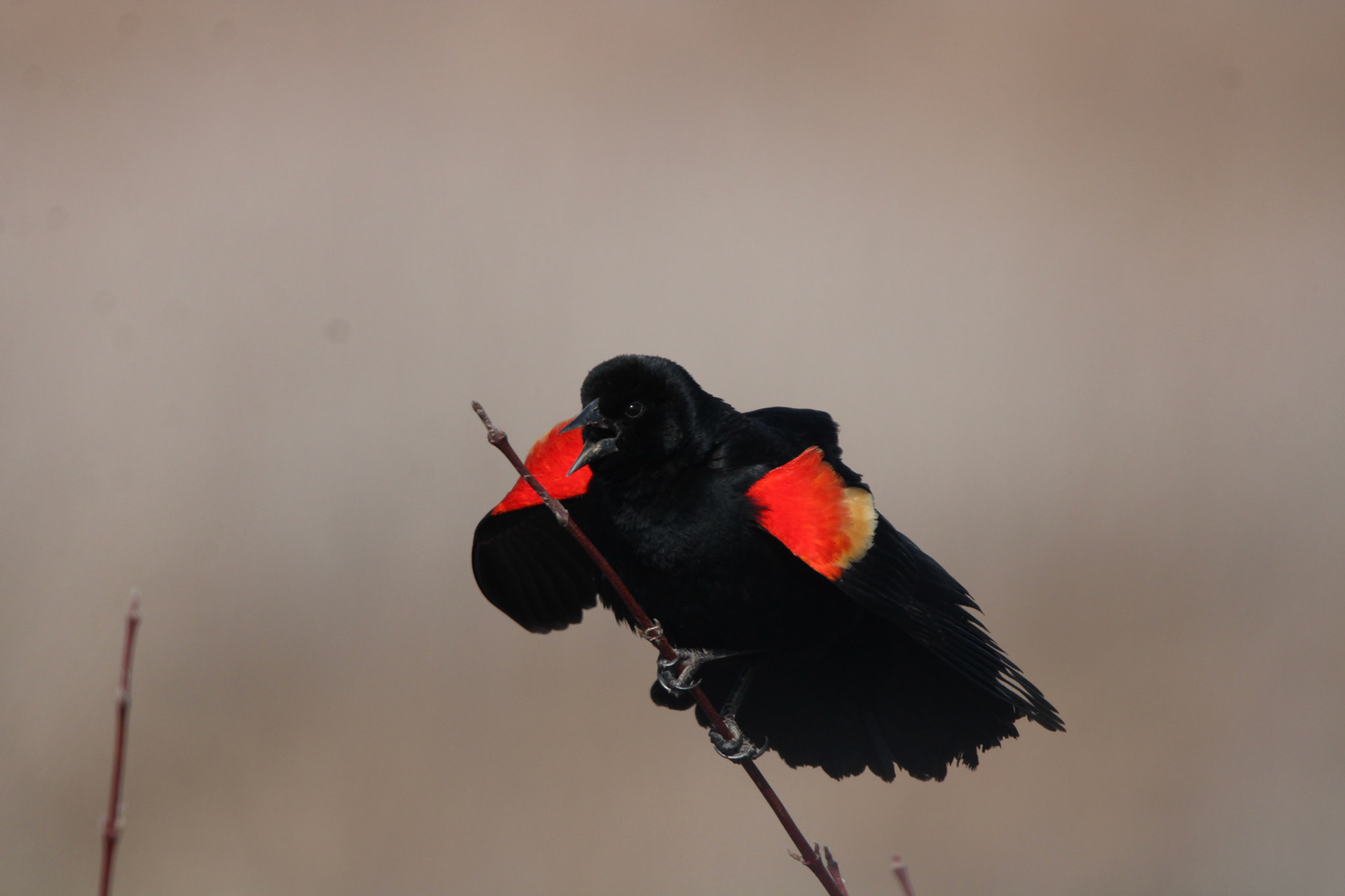 Red-winged Blackbird
