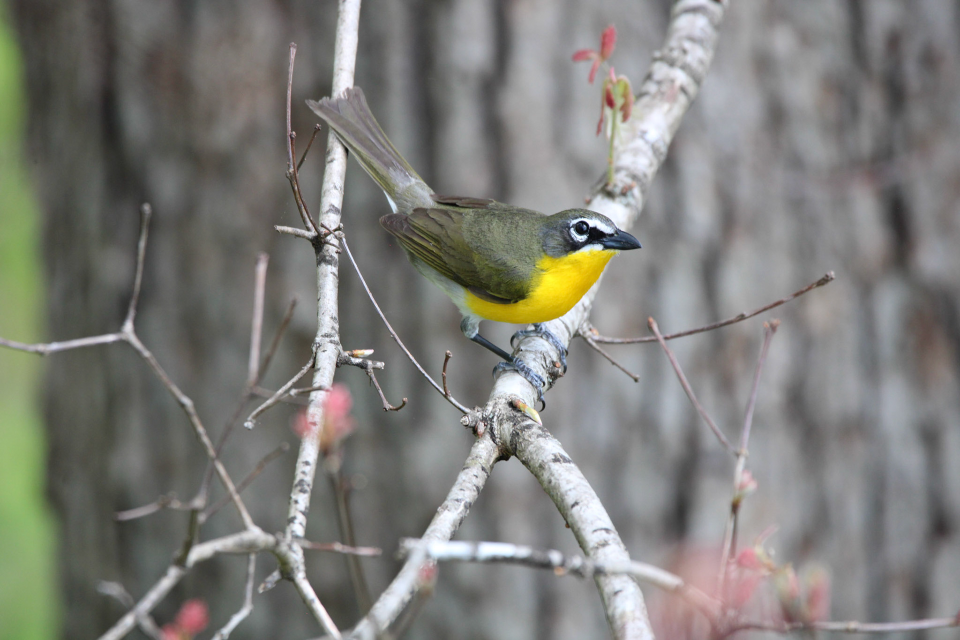 Yellow-breasted Chat