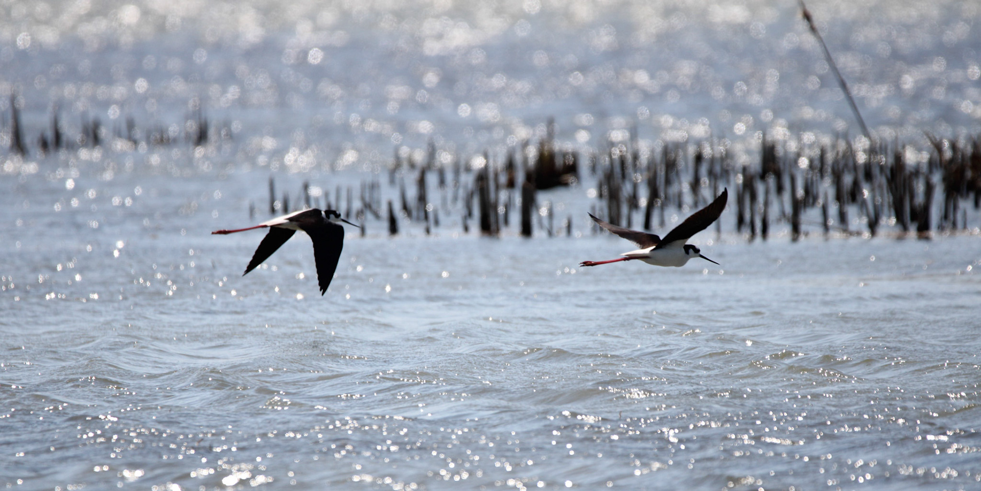 Black-necked Stilt
