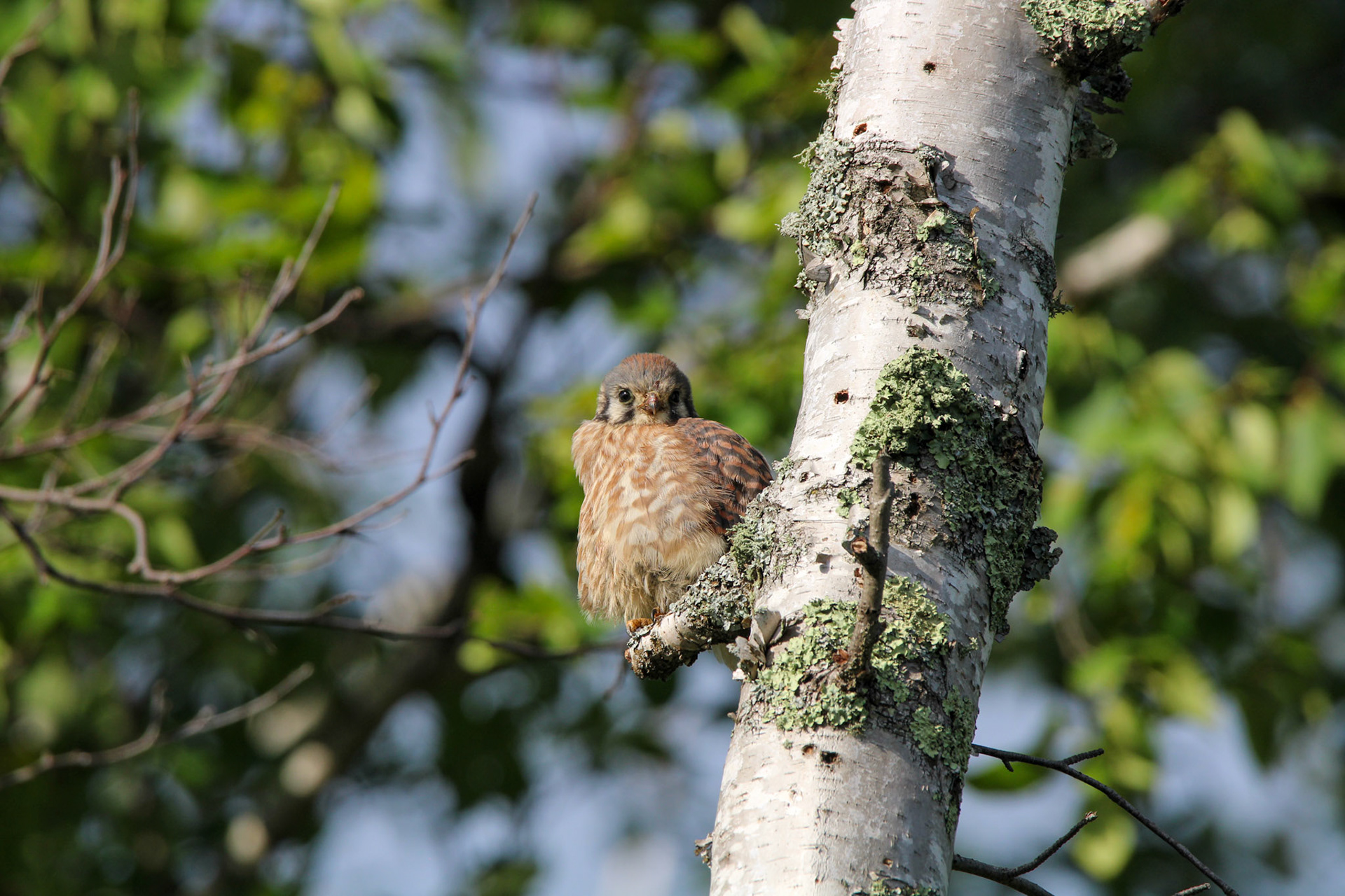 American Kestrel - Shipwreck Creek Campground