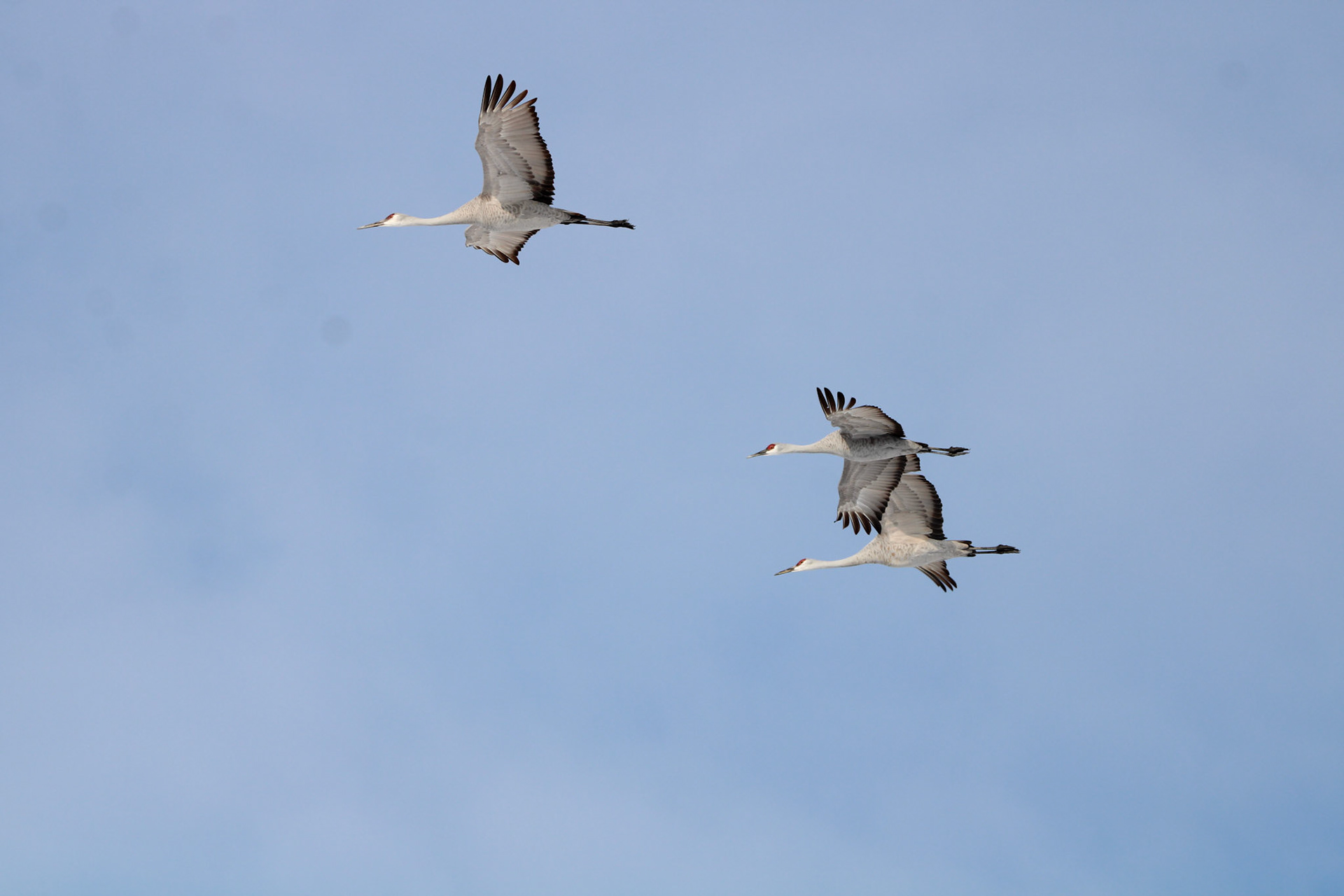 Sandhill Cranes