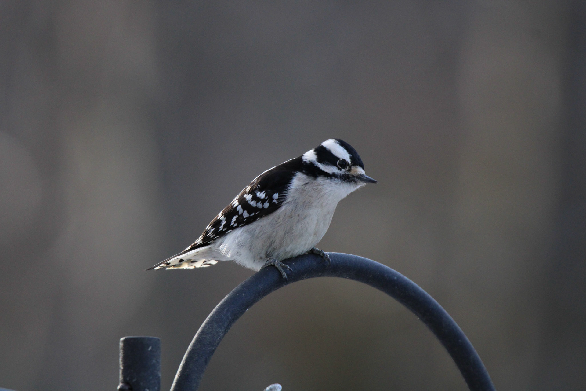 Downy Woodpecker