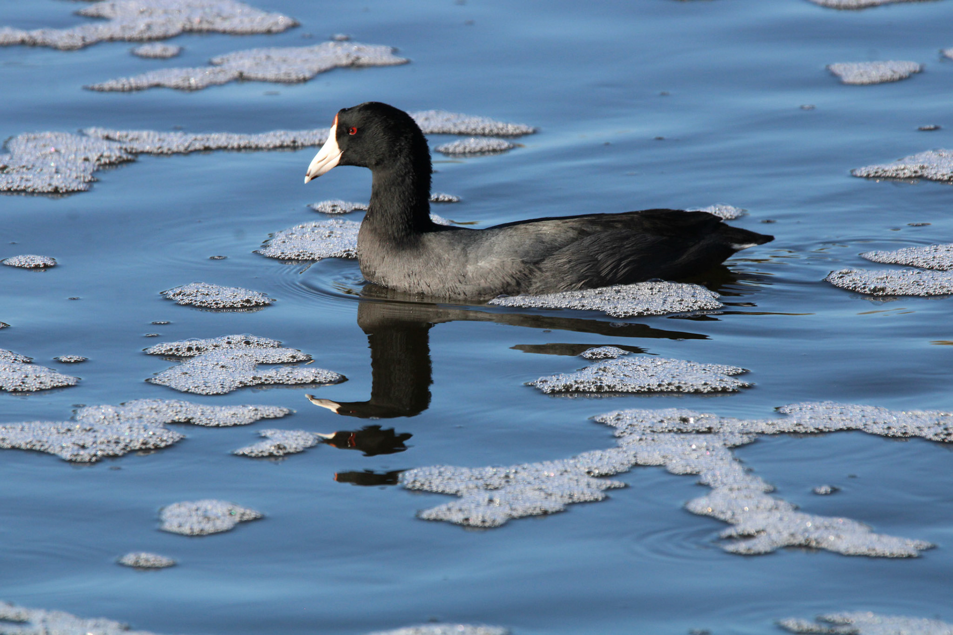 American Coot